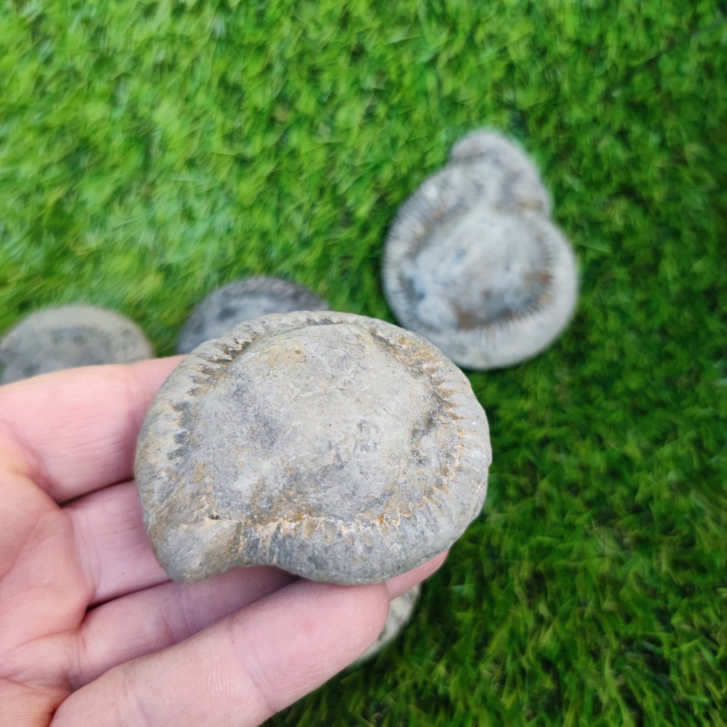 Prepare your own Yorkshire ammonites pack of 5 - North Yorkshire Fossils