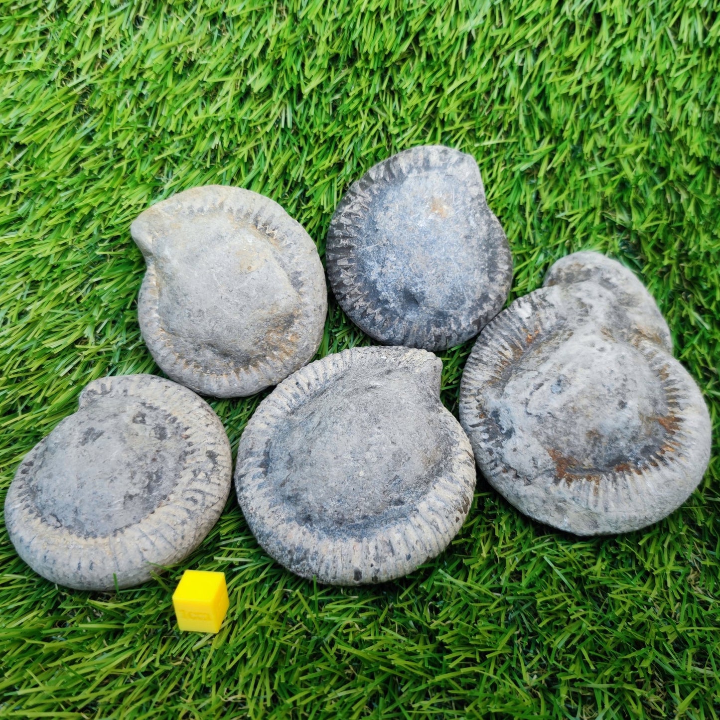 Prepare your own Yorkshire ammonites pack of 5 - North Yorkshire Fossils