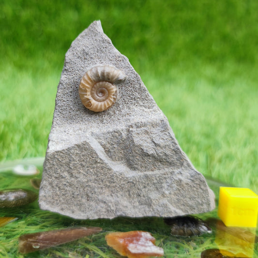 Promicroceras ammonite fossil - North Yorkshire Fossils