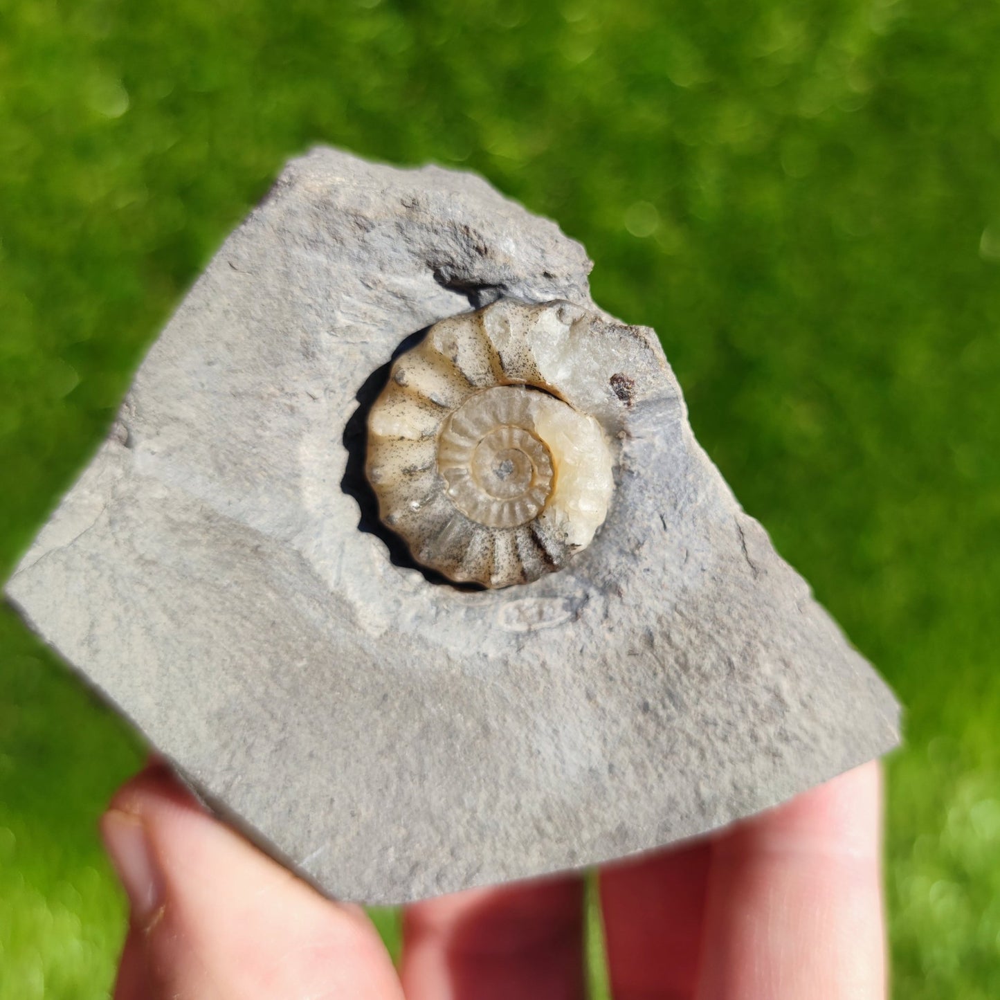 Promicroceras ammonite fossil Dorset Jurassic coast - North Yorkshire Fossils