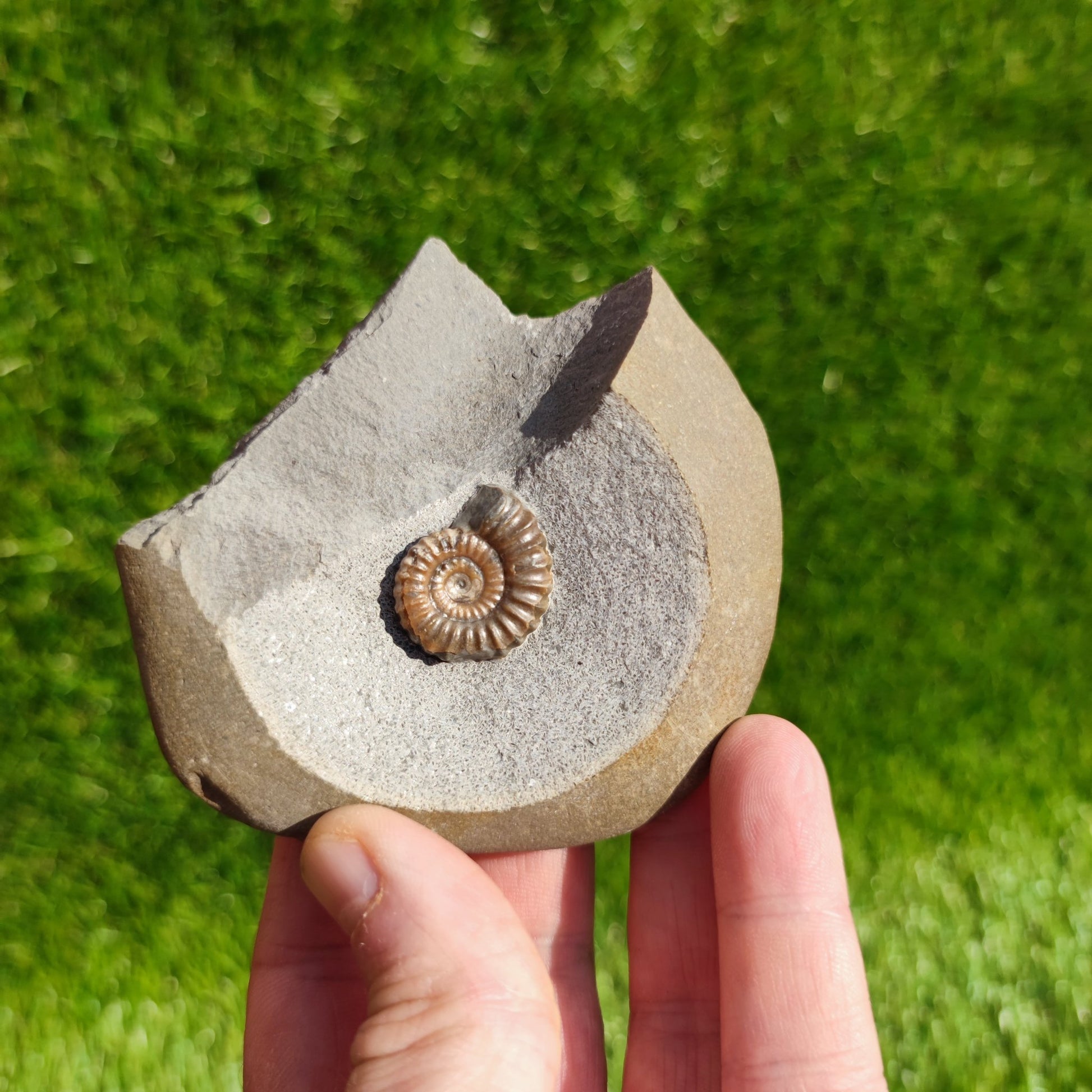 Promicroceras ammonite fossil Dorset Jurassic coast - North Yorkshire Fossils
