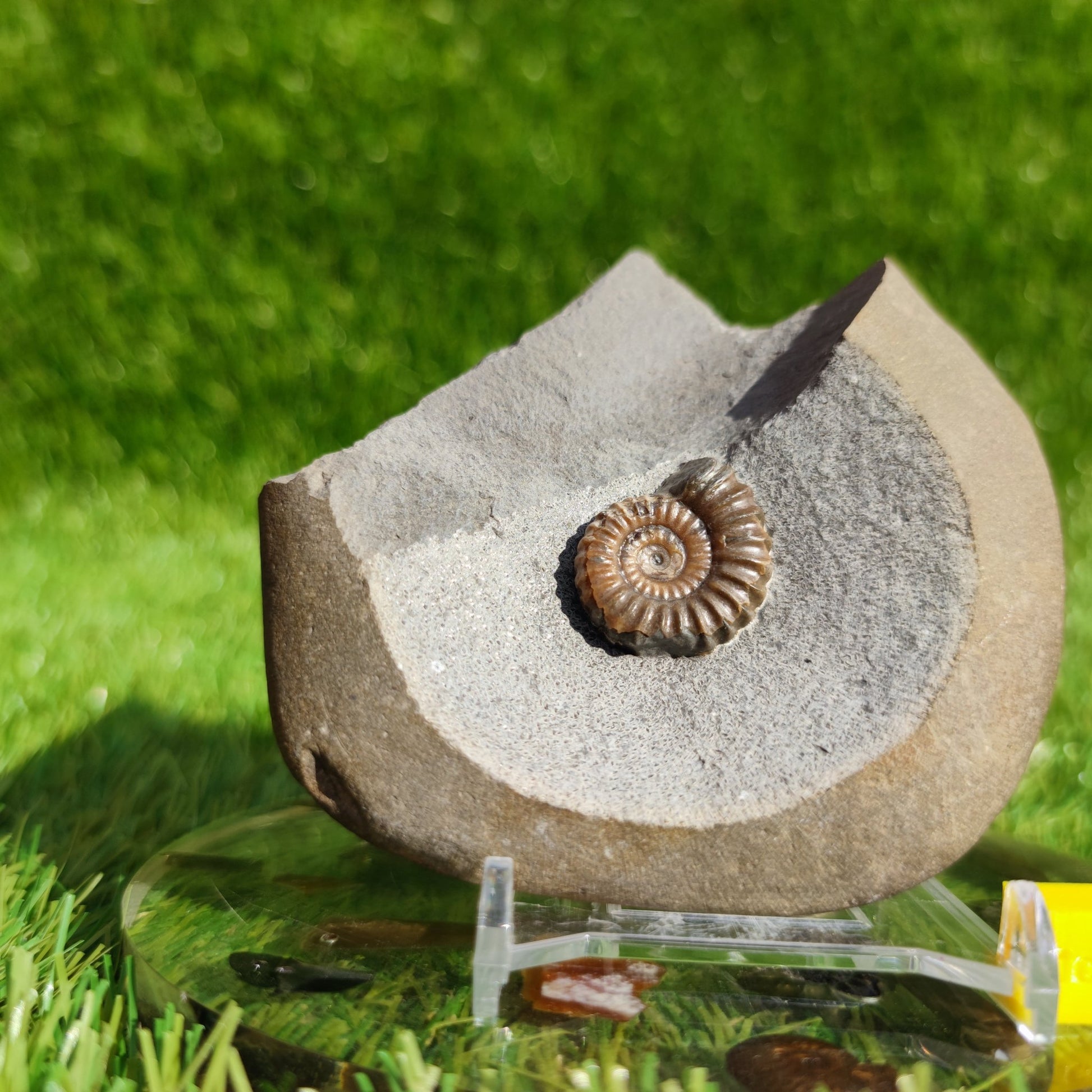 Promicroceras ammonite fossil Dorset Jurassic coast - North Yorkshire Fossils