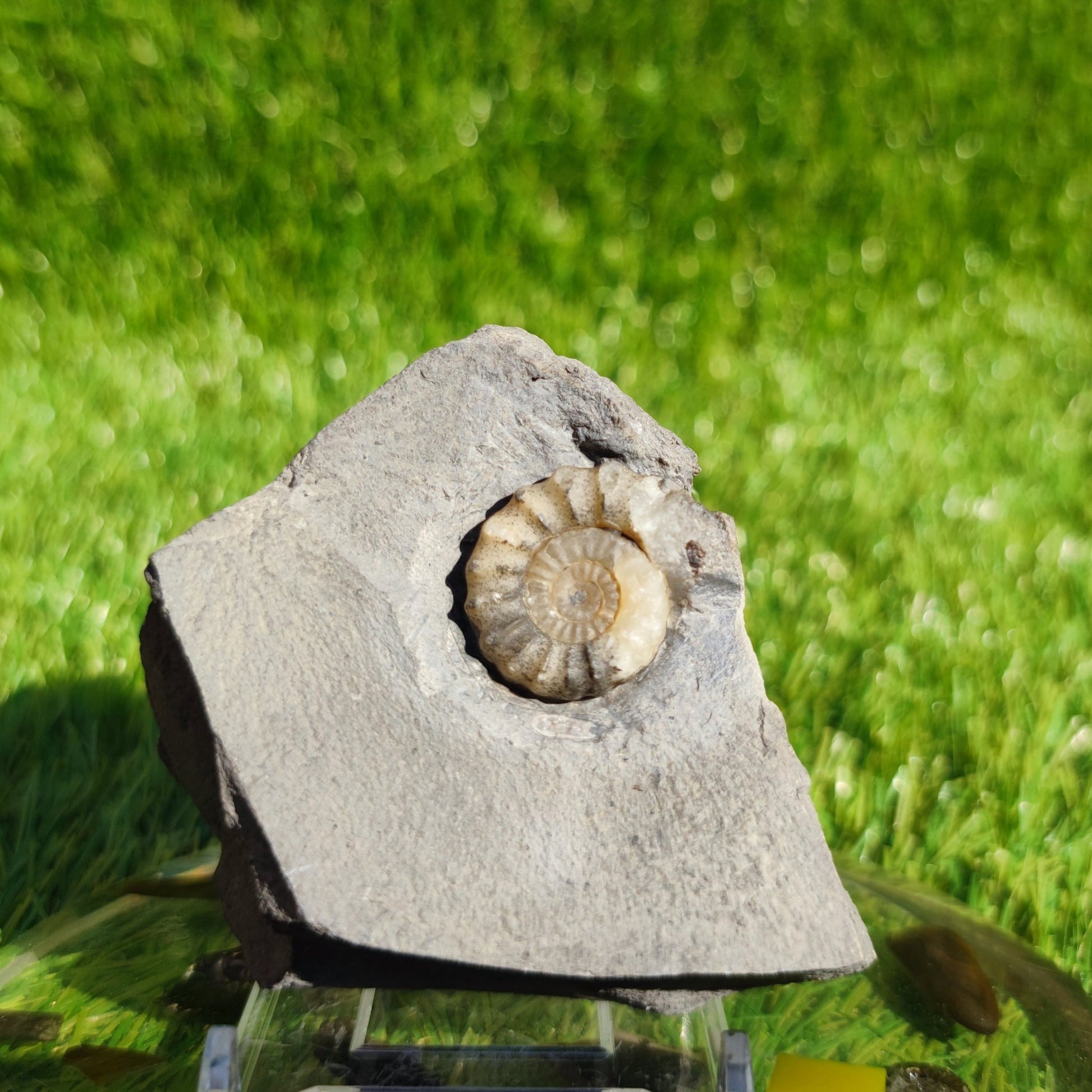 Promicroceras ammonite fossil Dorset Jurassic coast - North Yorkshire Fossils