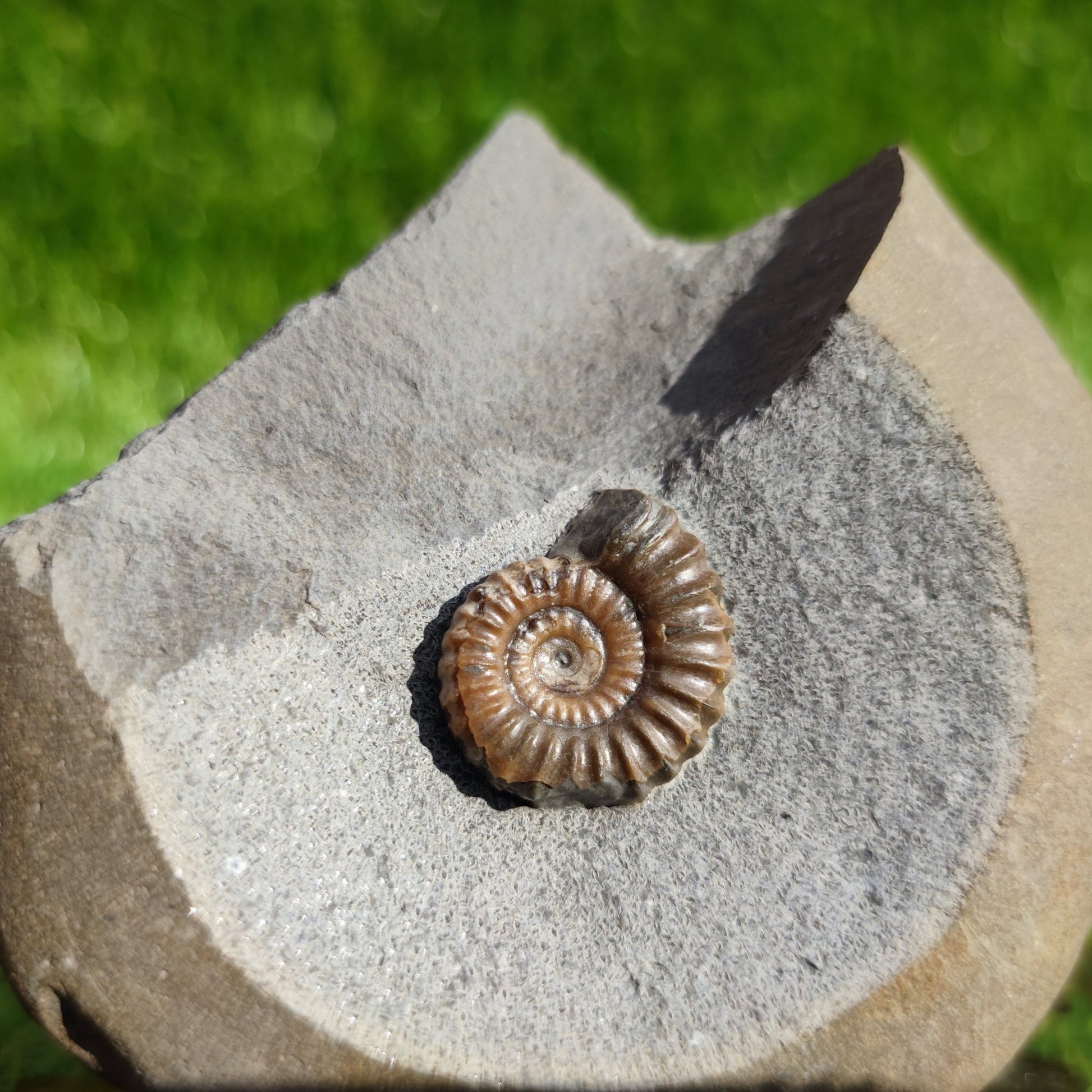 Promicroceras ammonite fossil Dorset Jurassic coast - North Yorkshire Fossils