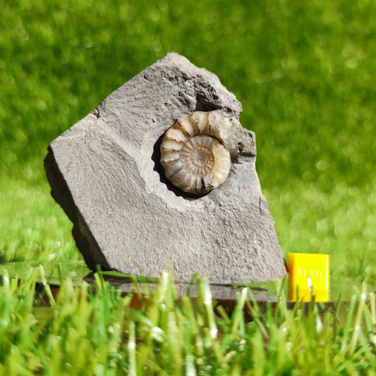 Promicroceras ammonite fossil Dorset Jurassic coast - North Yorkshire Fossils