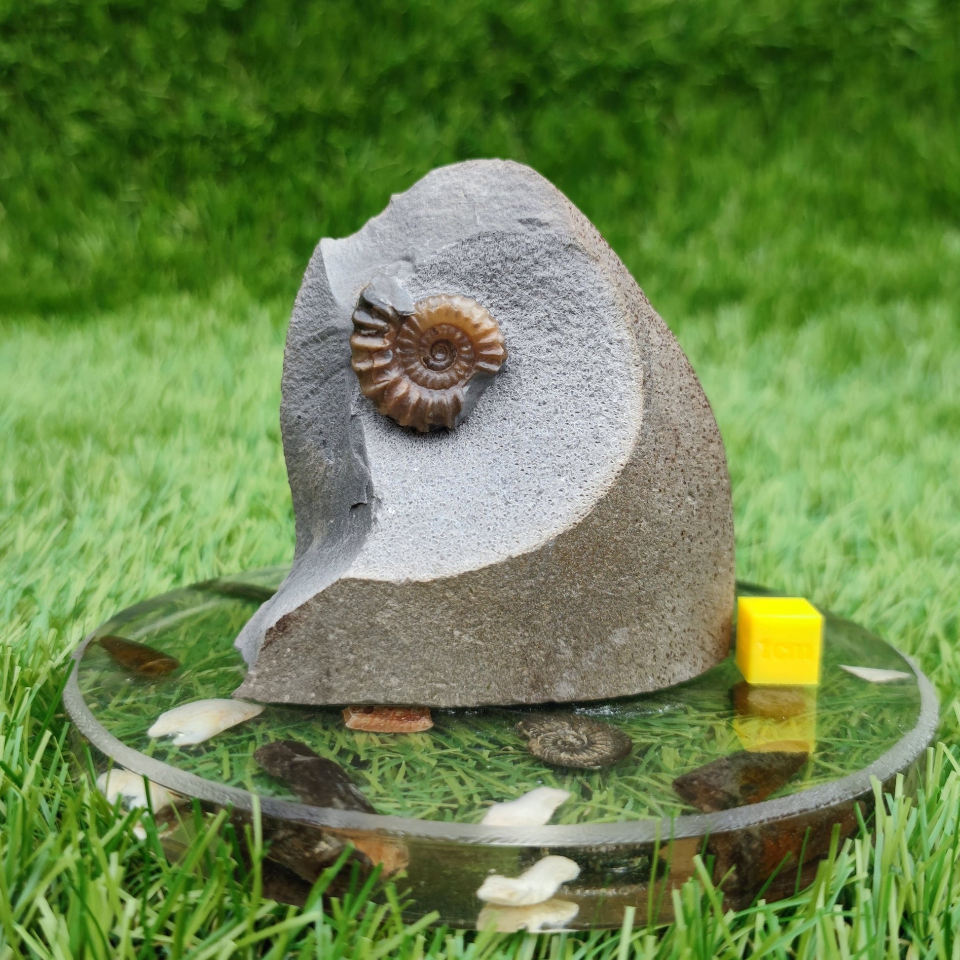 Promicroceras ammonite fossil free standing - North Yorkshire Fossils