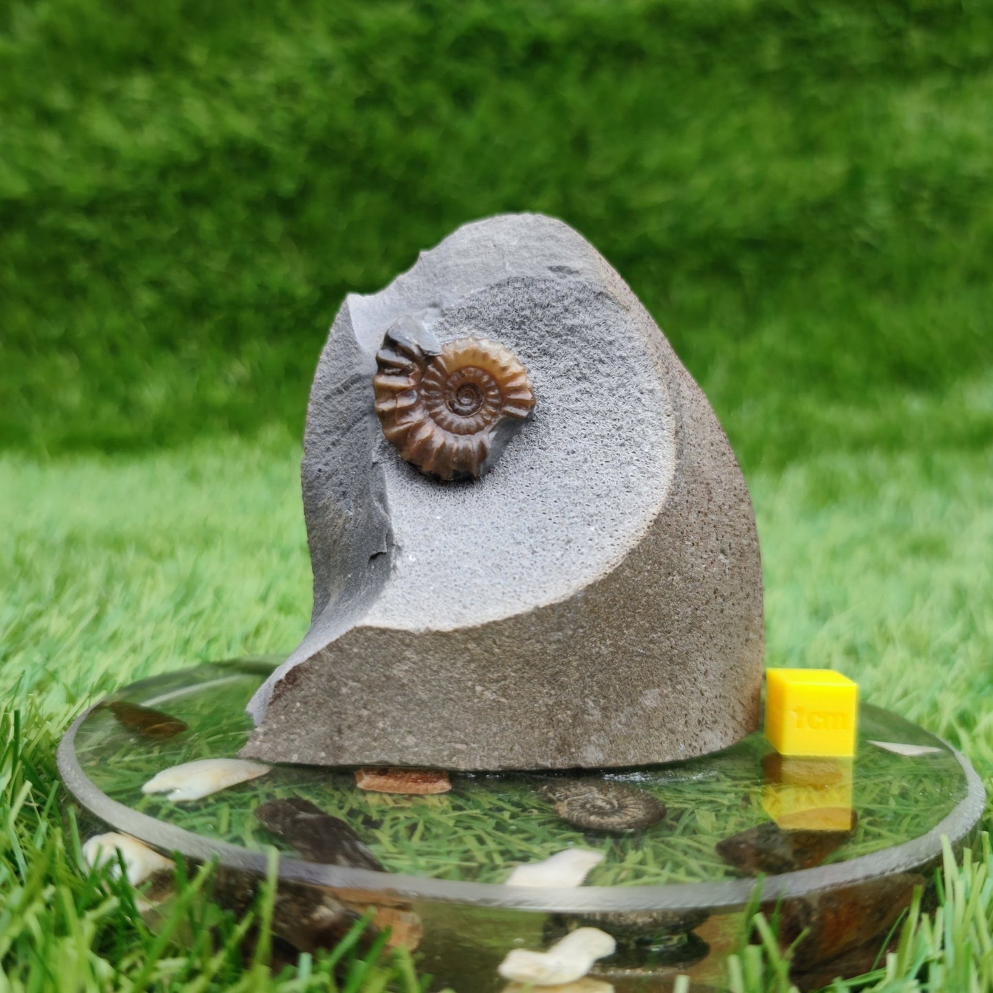 Promicroceras ammonite fossil free standing - North Yorkshire Fossils