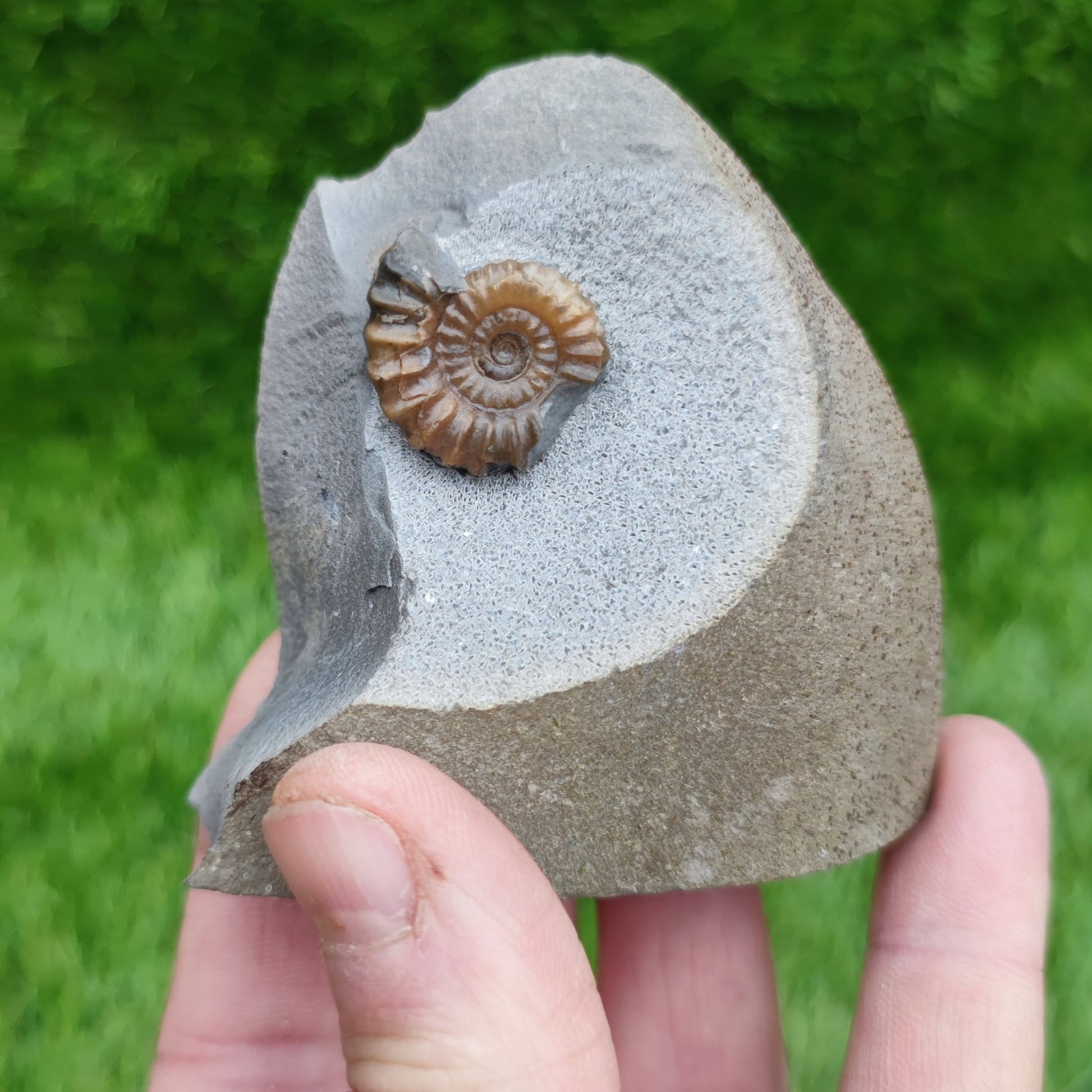 Promicroceras ammonite fossil free standing - North Yorkshire Fossils