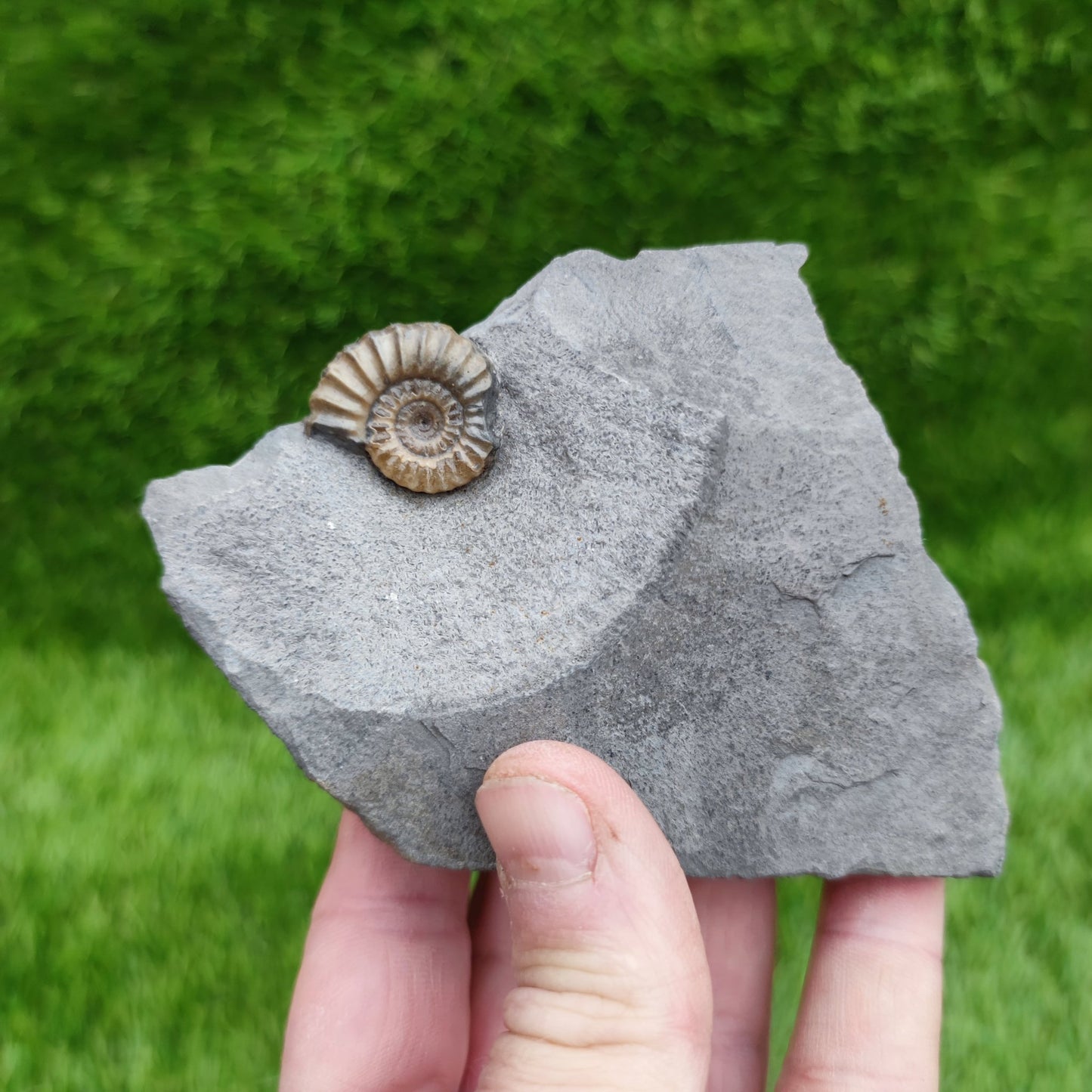 Promicroceras ammonite fossil Lyme Regis Dorset - North Yorkshire Fossils