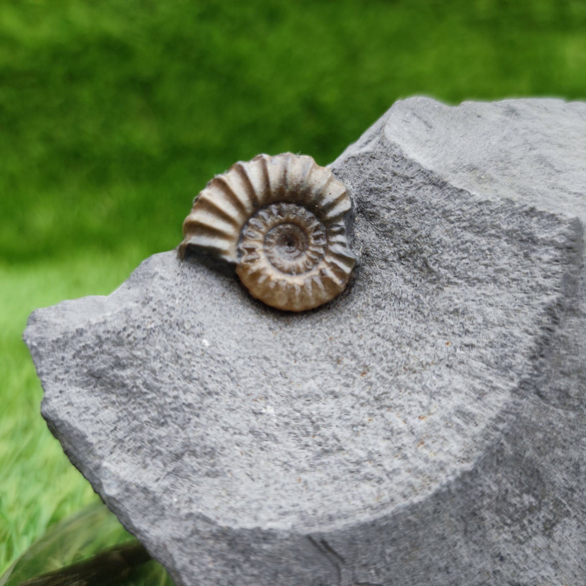 Promicroceras ammonite fossil Lyme Regis Dorset - North Yorkshire Fossils