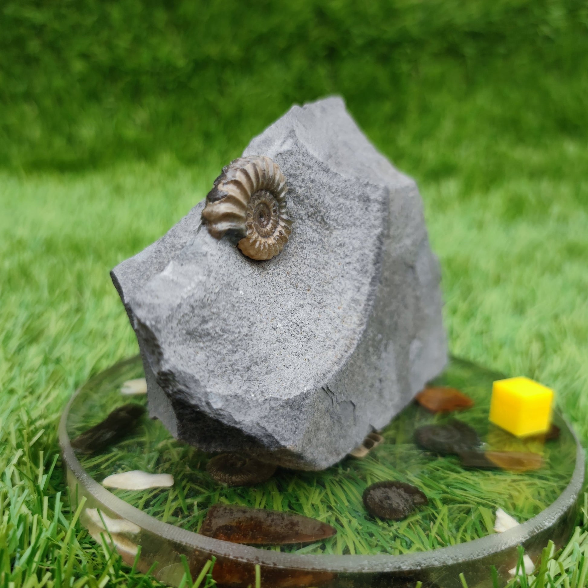 Promicroceras ammonite fossil Lyme Regis Dorset - North Yorkshire Fossils