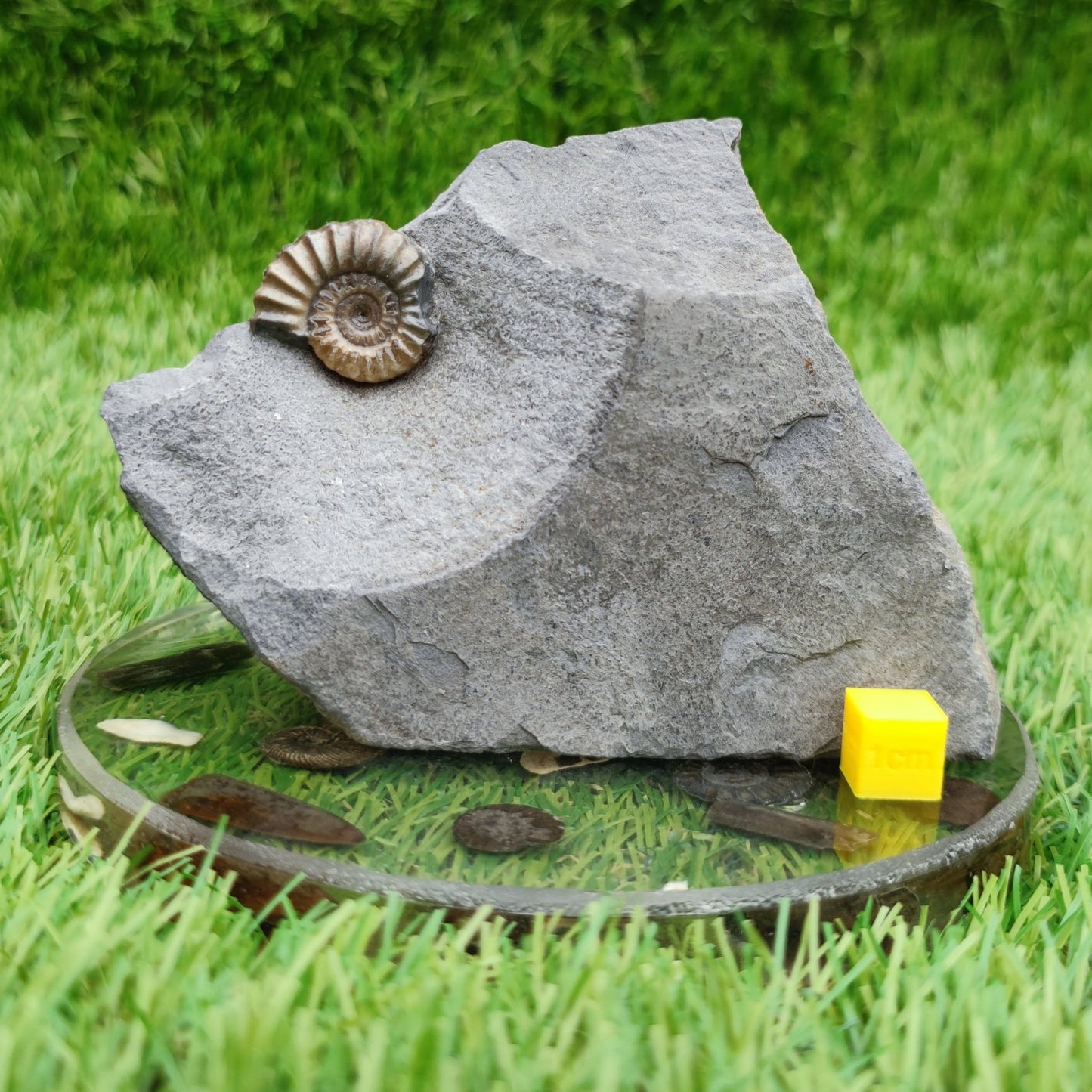 Promicroceras ammonite fossil Lyme Regis Dorset - North Yorkshire Fossils