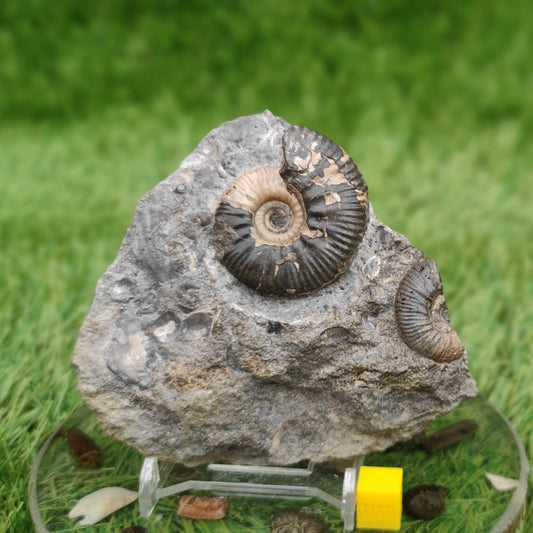Proplanulites ammonite fossil - North Yorkshire Fossils