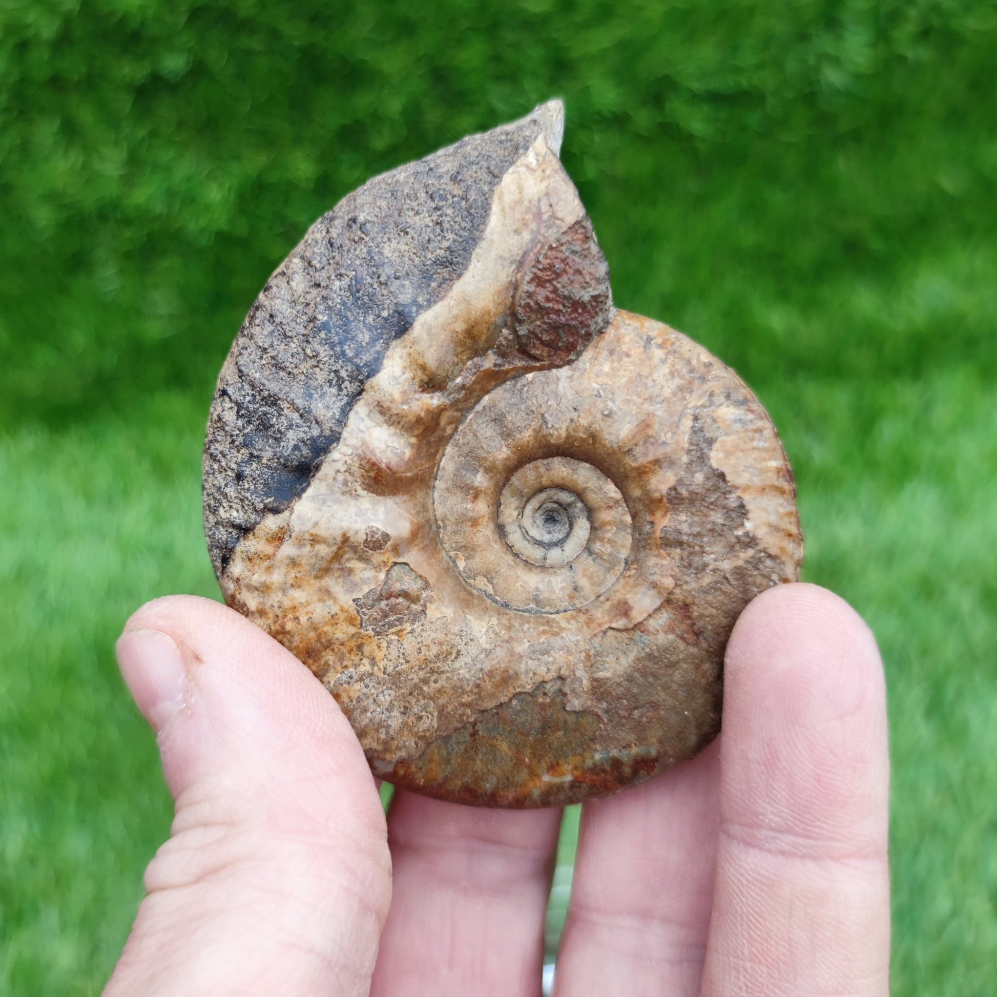 Proplanulites ammonite fossil Kellaways formation Wiltshire. - North Yorkshire Fossils