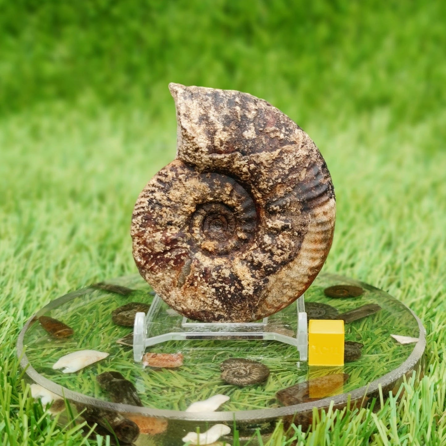 Proplanulites ammonite fossil Kellaways formation Wiltshire. - North Yorkshire Fossils