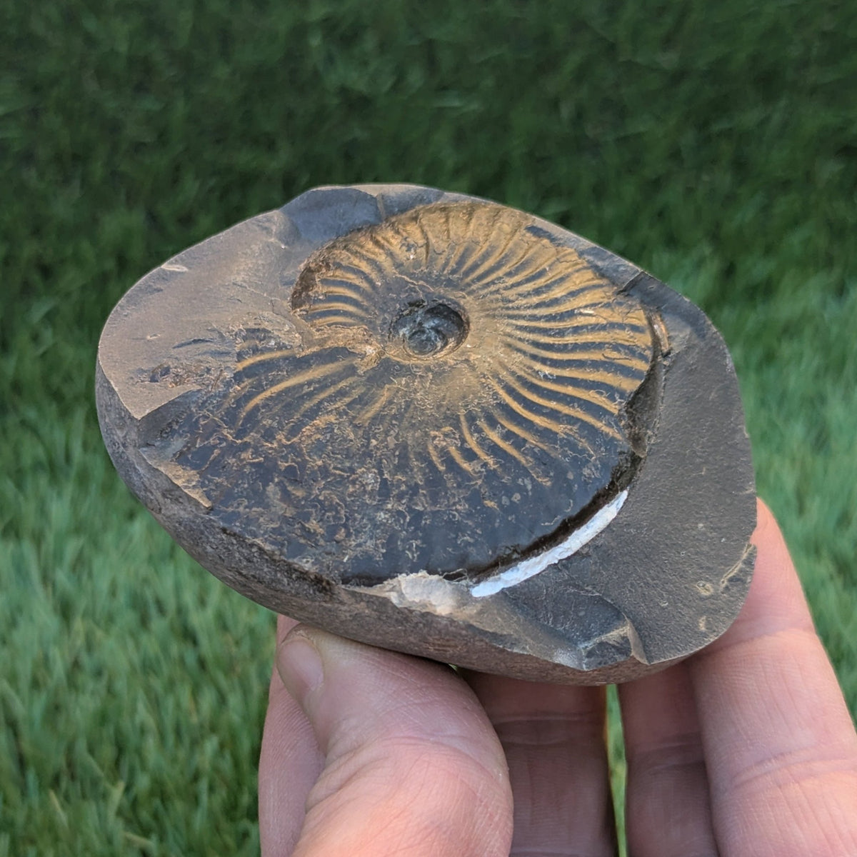Pseudolioceras ammonite fossil - North Yorkshire Fossils
