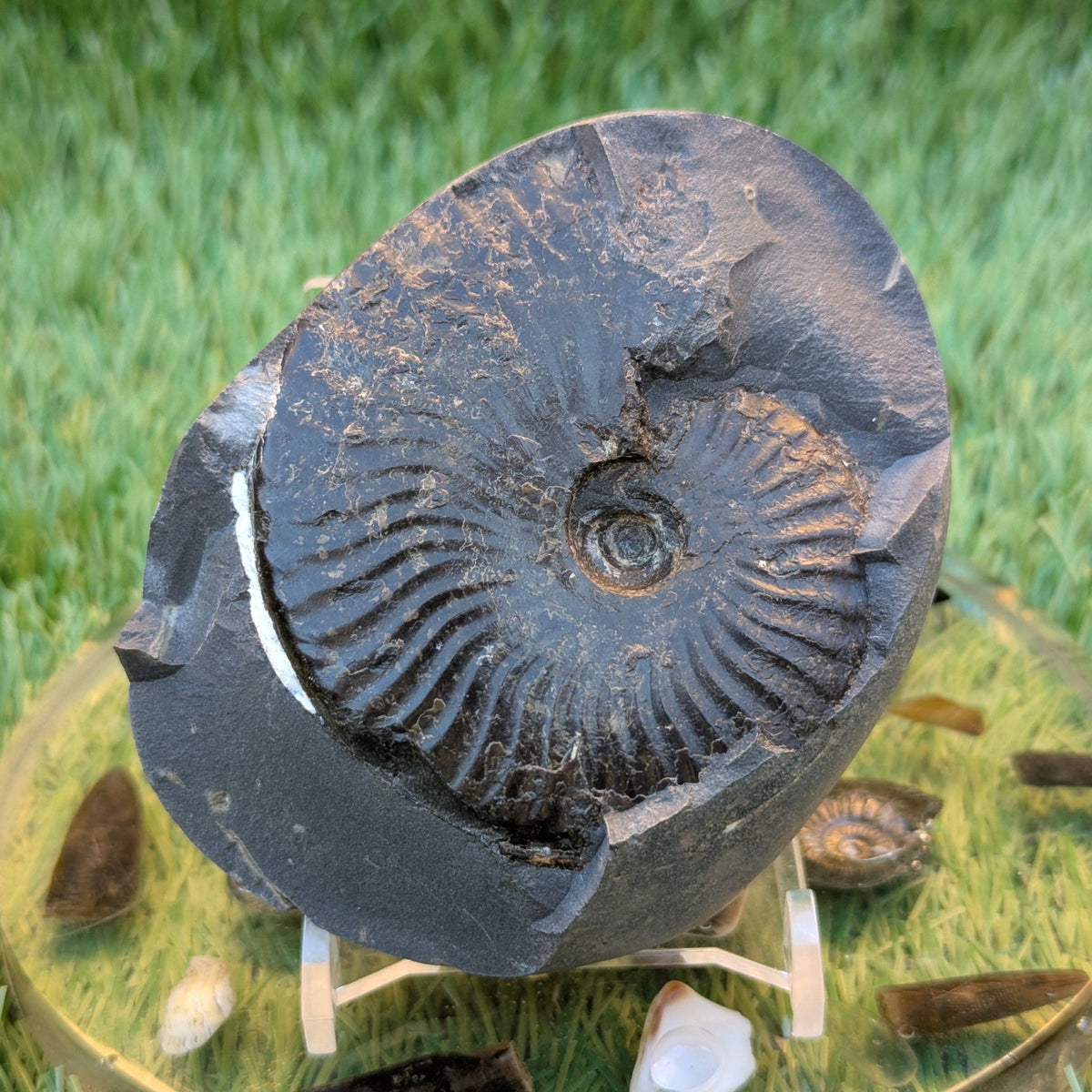 Pseudolioceras ammonite fossil - North Yorkshire Fossils