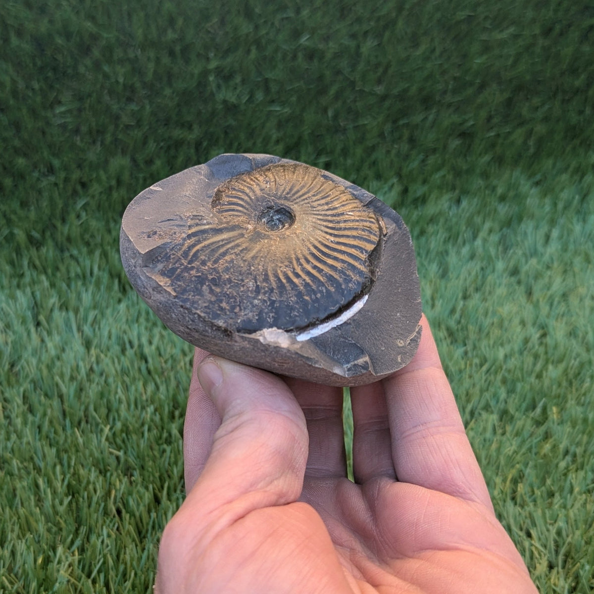 Pseudolioceras ammonite fossil - North Yorkshire Fossils