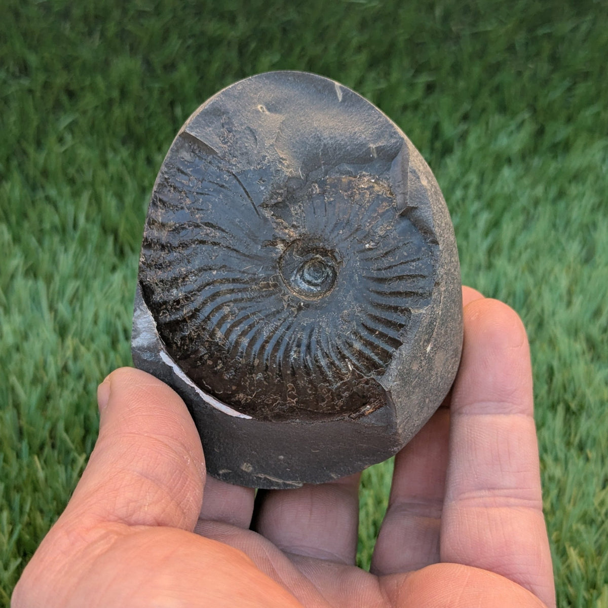 Pseudolioceras ammonite fossil - North Yorkshire Fossils