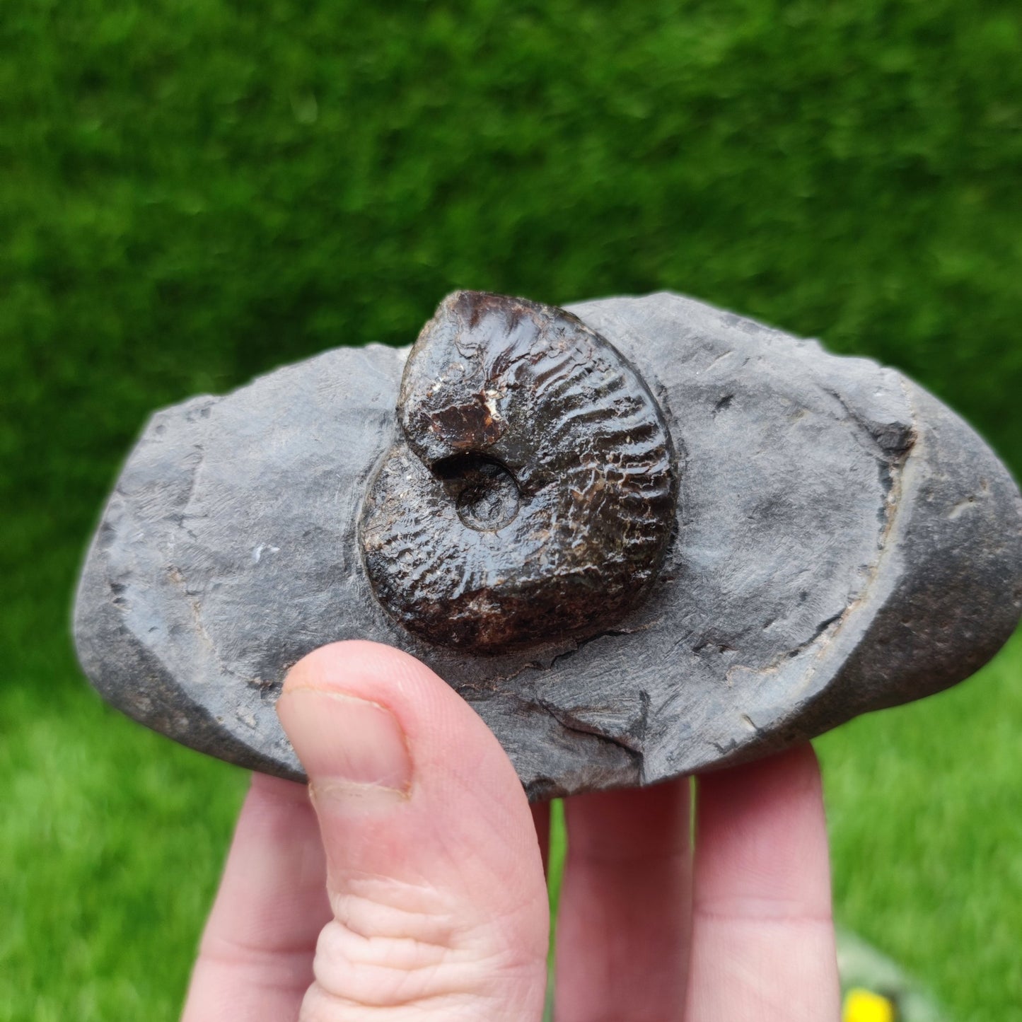 Pseudolioceras ammonite fossil North Yorkshire Fossils - North Yorkshire Fossils