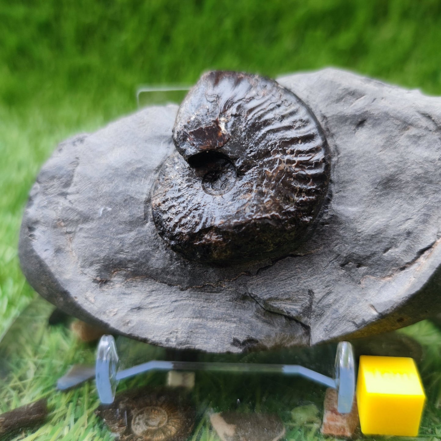 Pseudolioceras ammonite fossil North Yorkshire Fossils - North Yorkshire Fossils