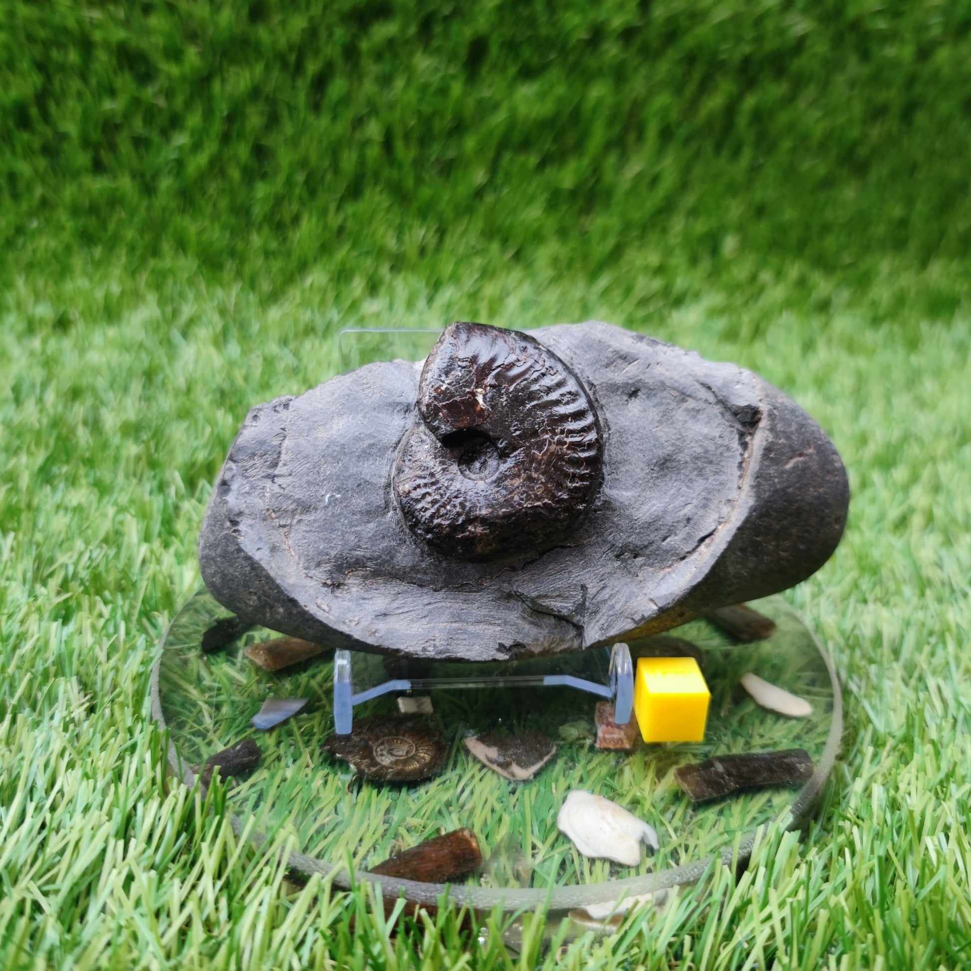 Pseudolioceras ammonite fossil North Yorkshire Fossils - North Yorkshire Fossils