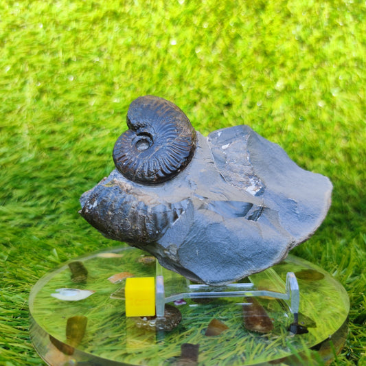 Pseudolioceras ammonite fossil Sandsend Whitby - North Yorkshire Fossils