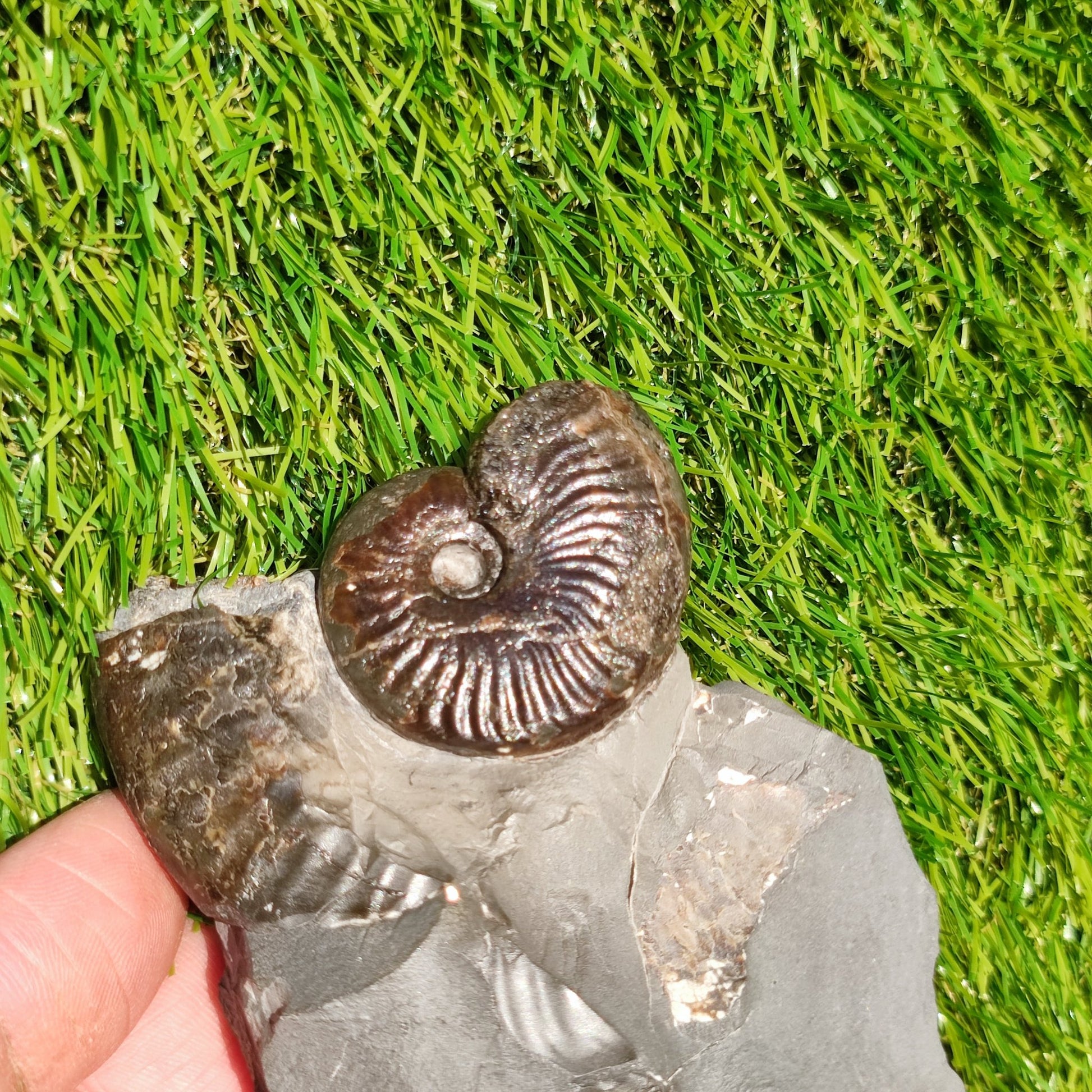 Pseudolioceras ammonite fossil Sandsend Whitby - North Yorkshire Fossils