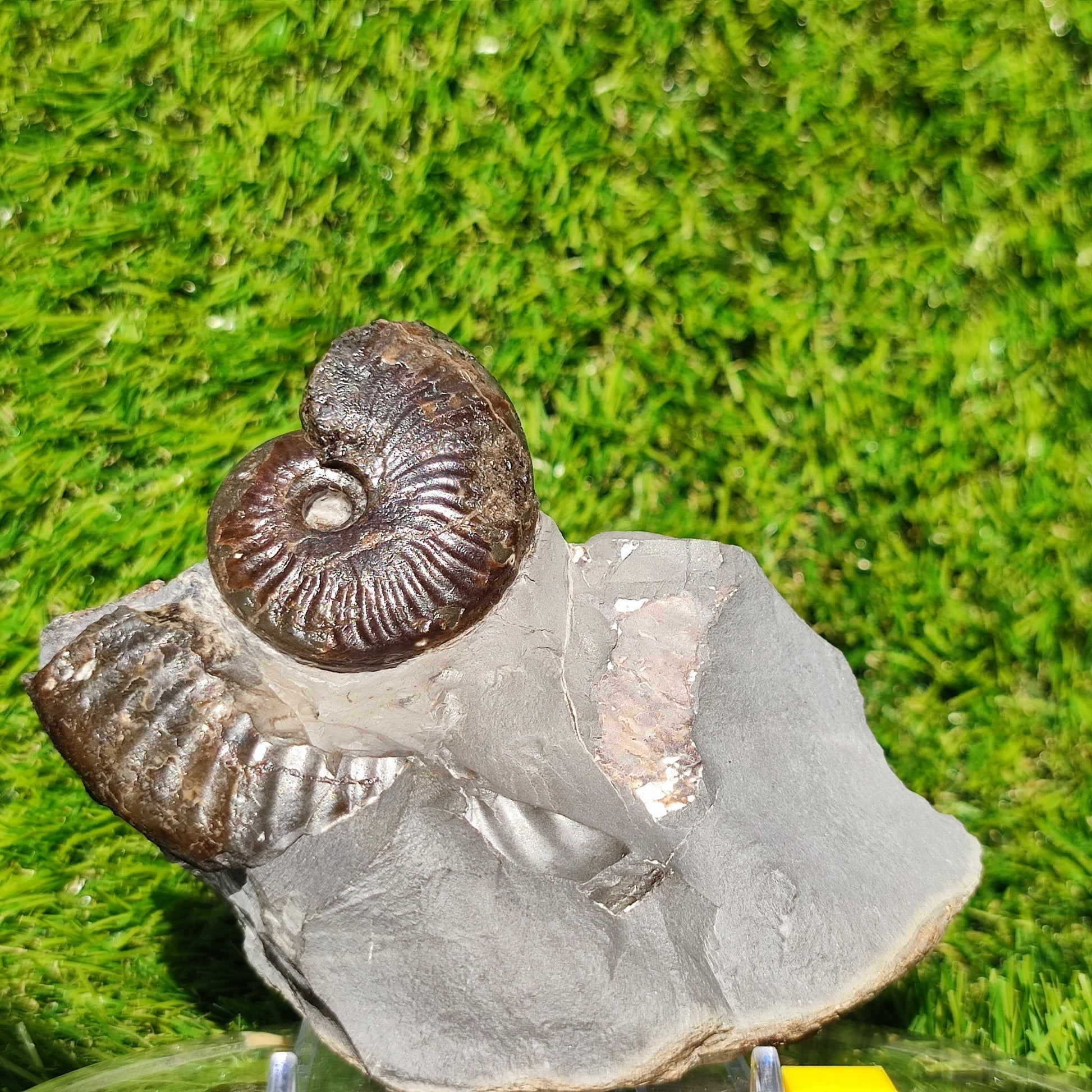Pseudolioceras ammonite fossil Sandsend Whitby - North Yorkshire Fossils