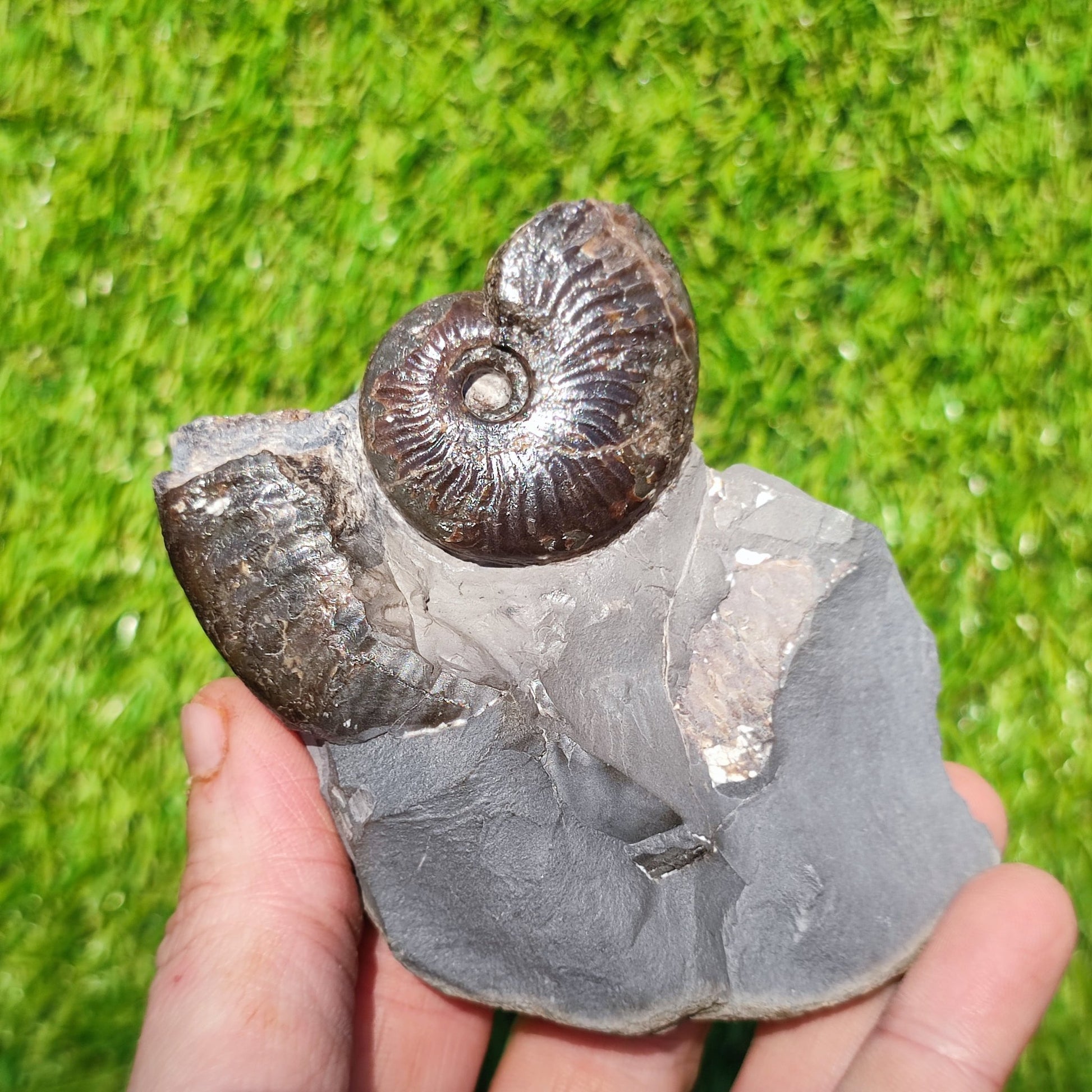 Pseudolioceras ammonite fossil Sandsend Whitby - North Yorkshire Fossils