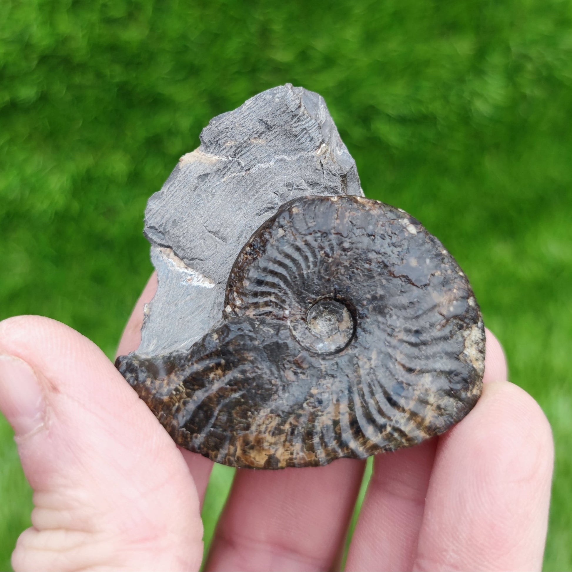 Pseudolioceras ammonite fossil Whitby - North Yorkshire Fossils