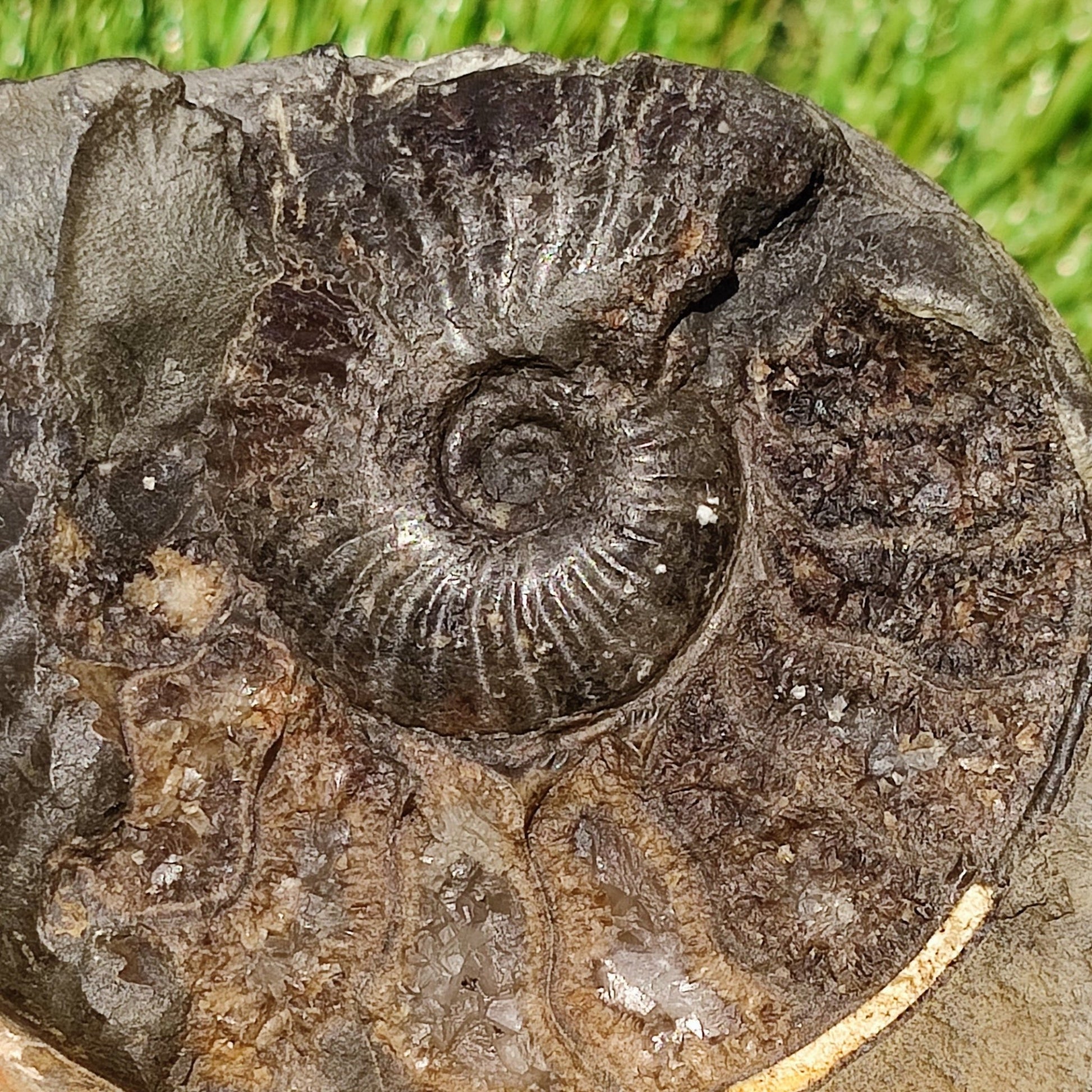 Pseudolioceras ammonite fossil Yorkshire - North Yorkshire Fossils
