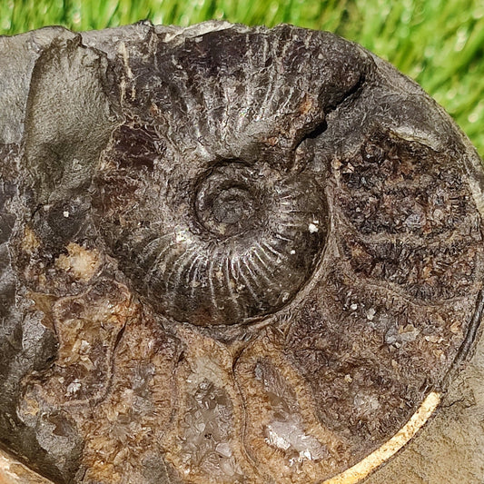 Pseudolioceras ammonite fossil Yorkshire - North Yorkshire Fossils