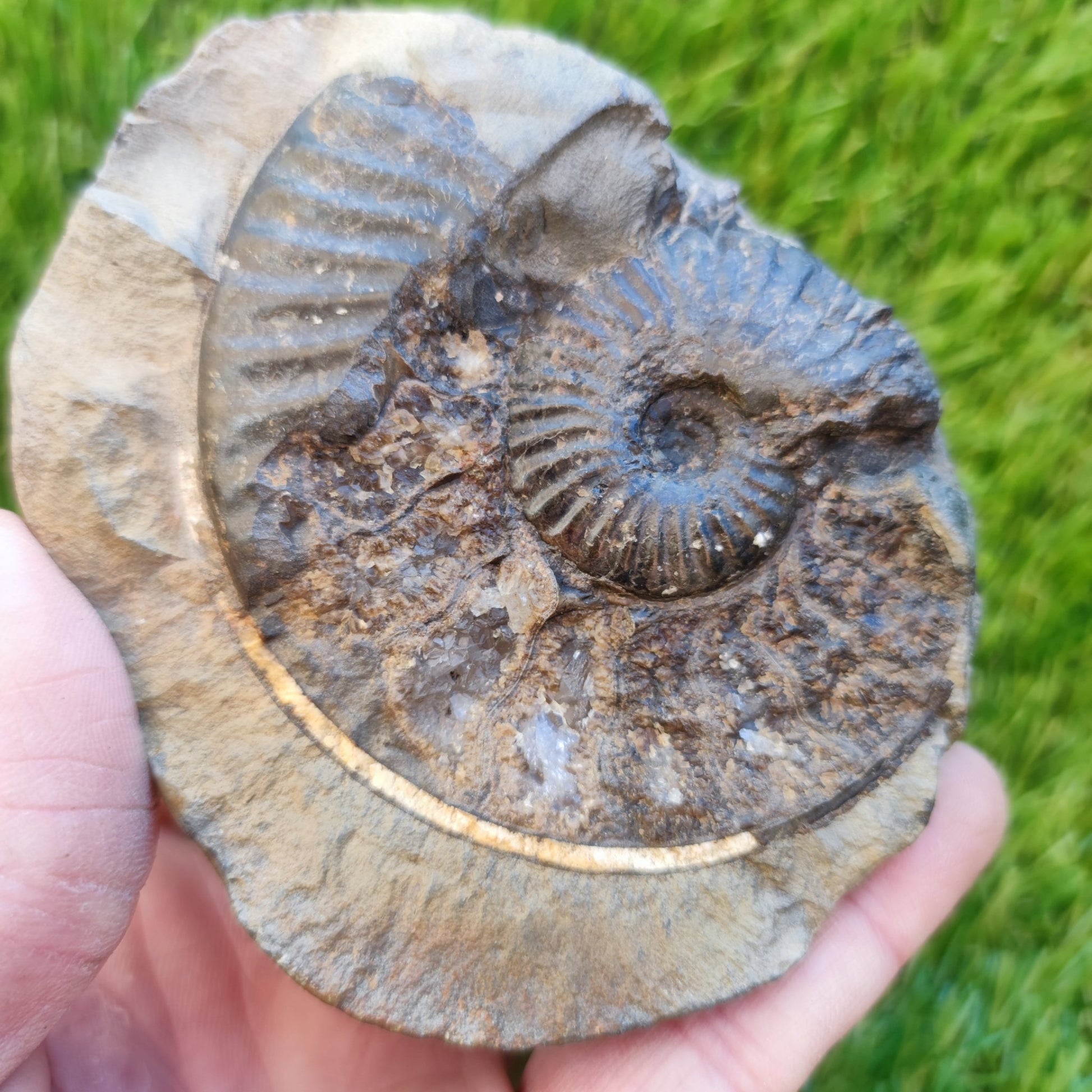 Pseudolioceras ammonite fossil Yorkshire - North Yorkshire Fossils
