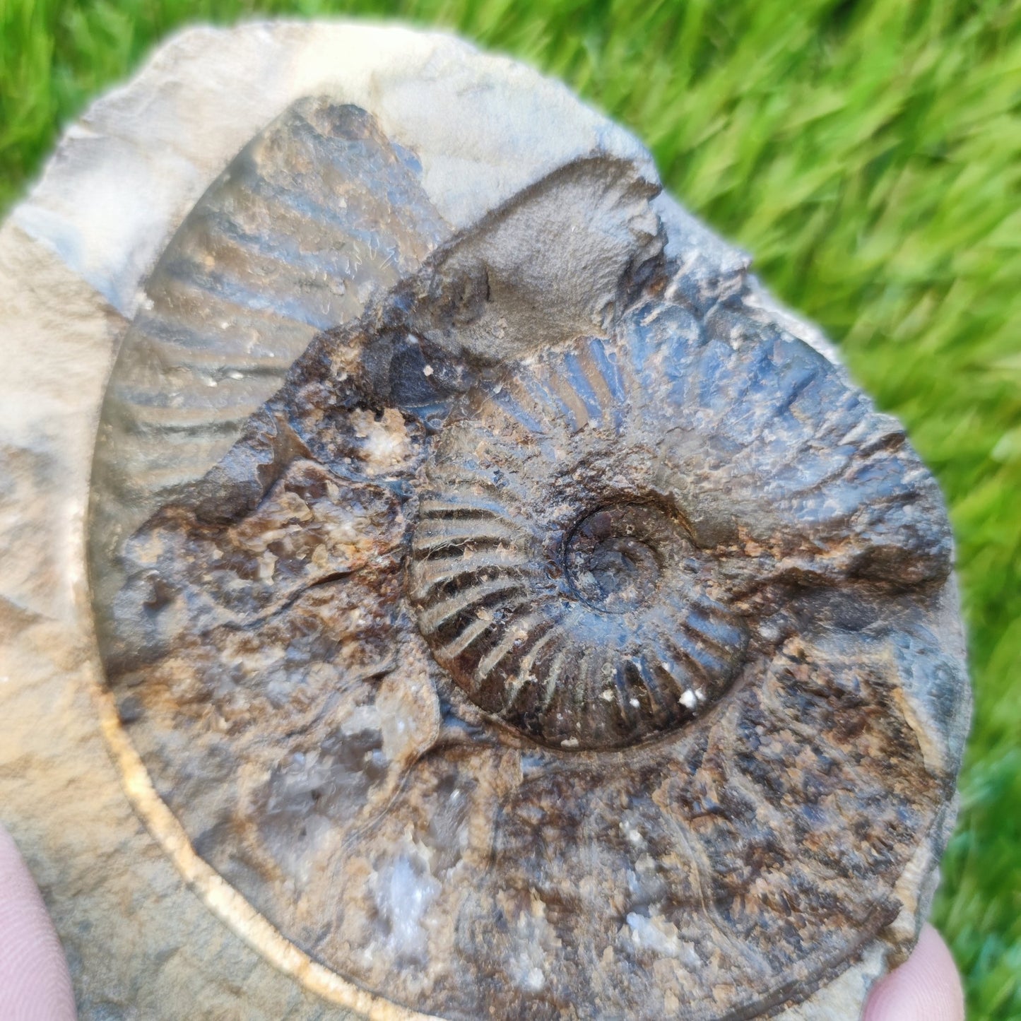 Pseudolioceras ammonite fossil Yorkshire - North Yorkshire Fossils