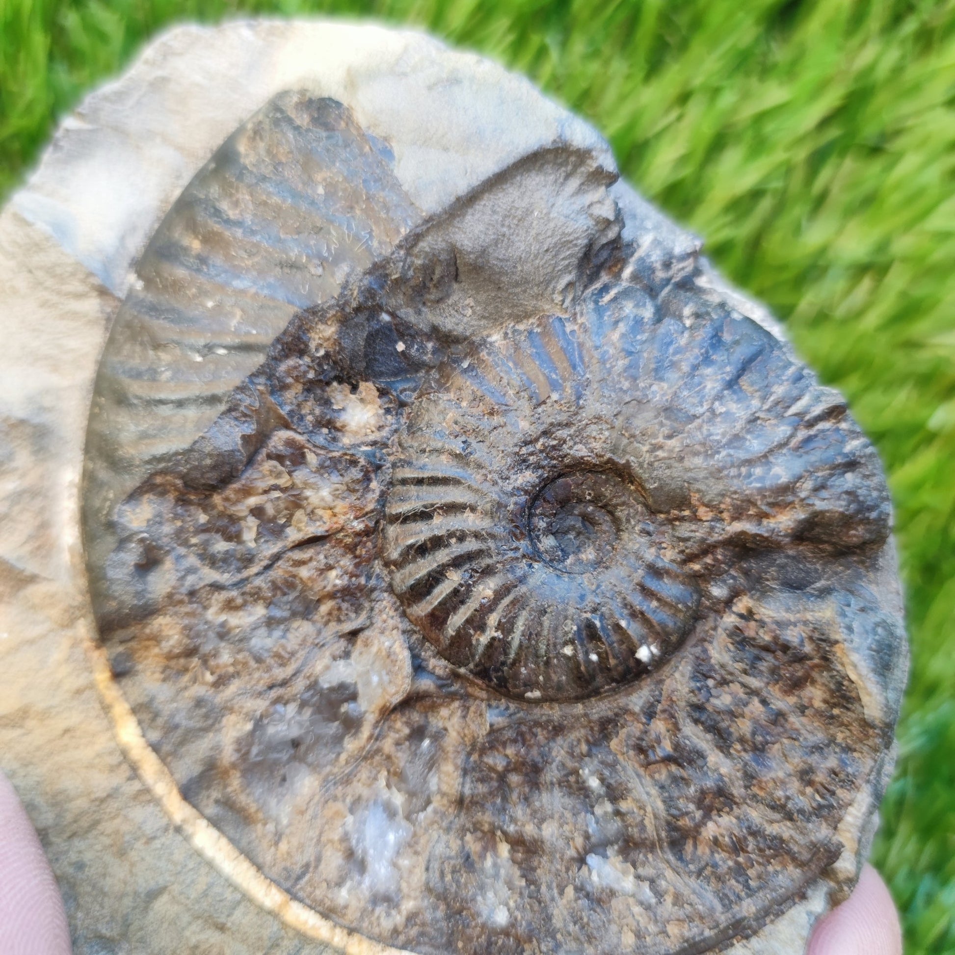 Pseudolioceras ammonite fossil Yorkshire - North Yorkshire Fossils
