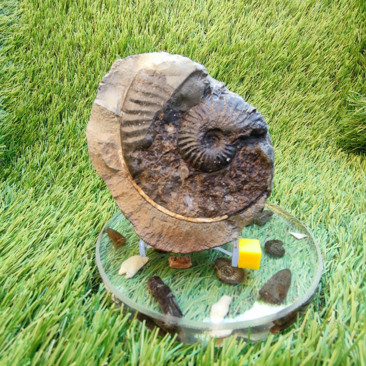Pseudolioceras ammonite fossil Yorkshire - North Yorkshire Fossils