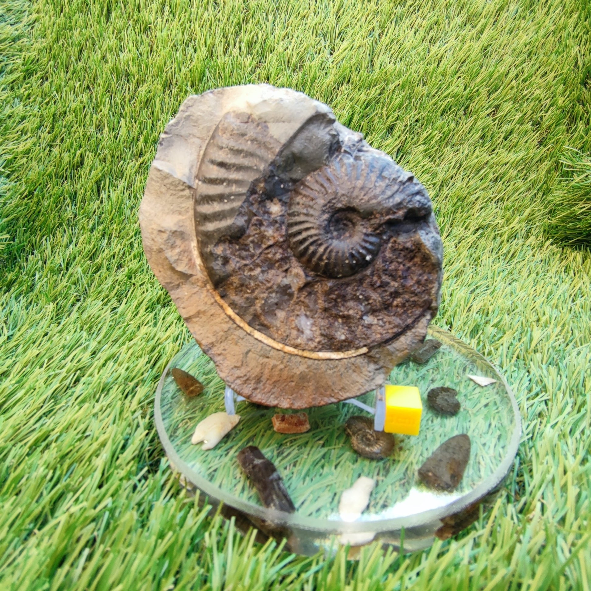 Pseudolioceras ammonite fossil Yorkshire - North Yorkshire Fossils
