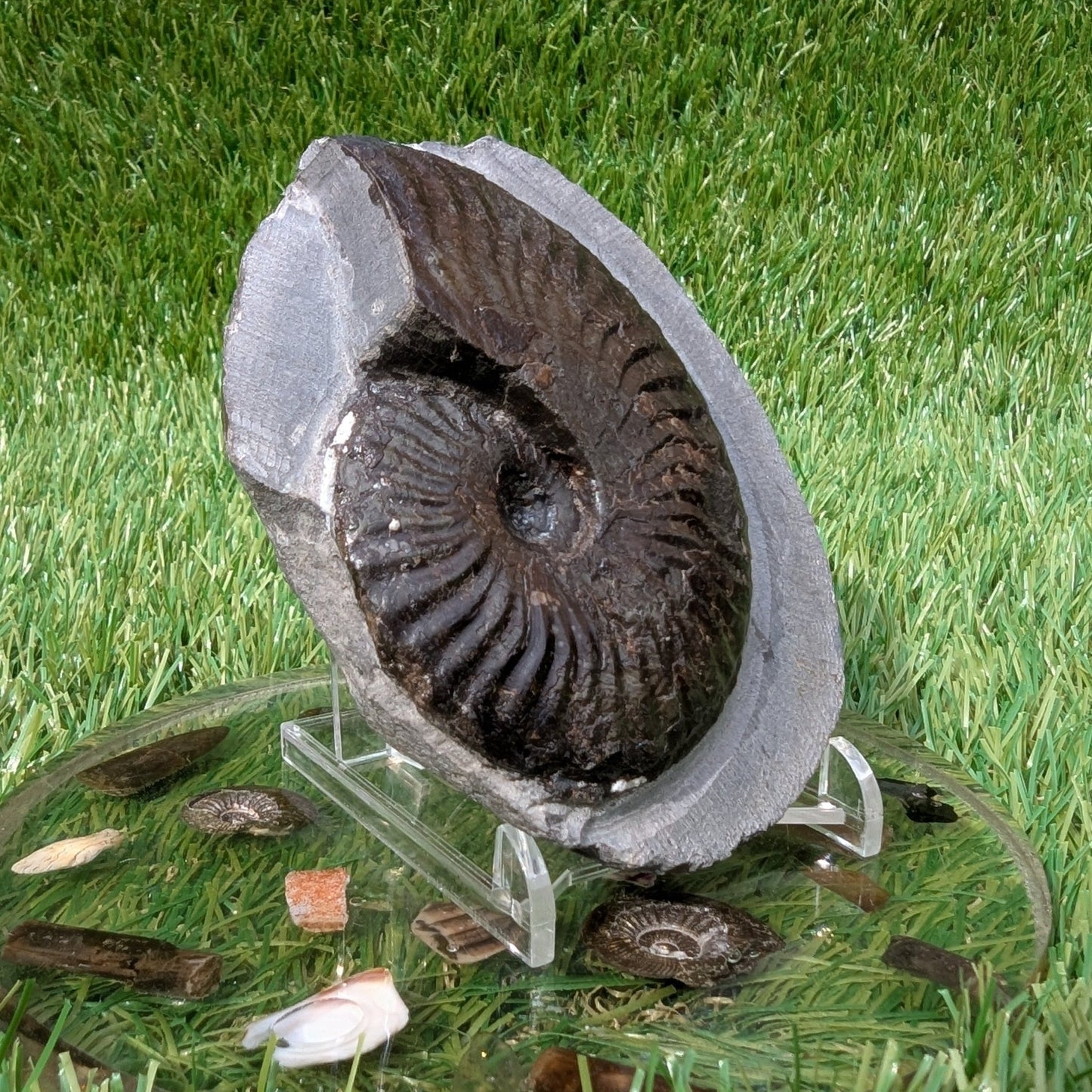 Pseudolioceras ammonite North Yorkshire fossils - North Yorkshire Fossils