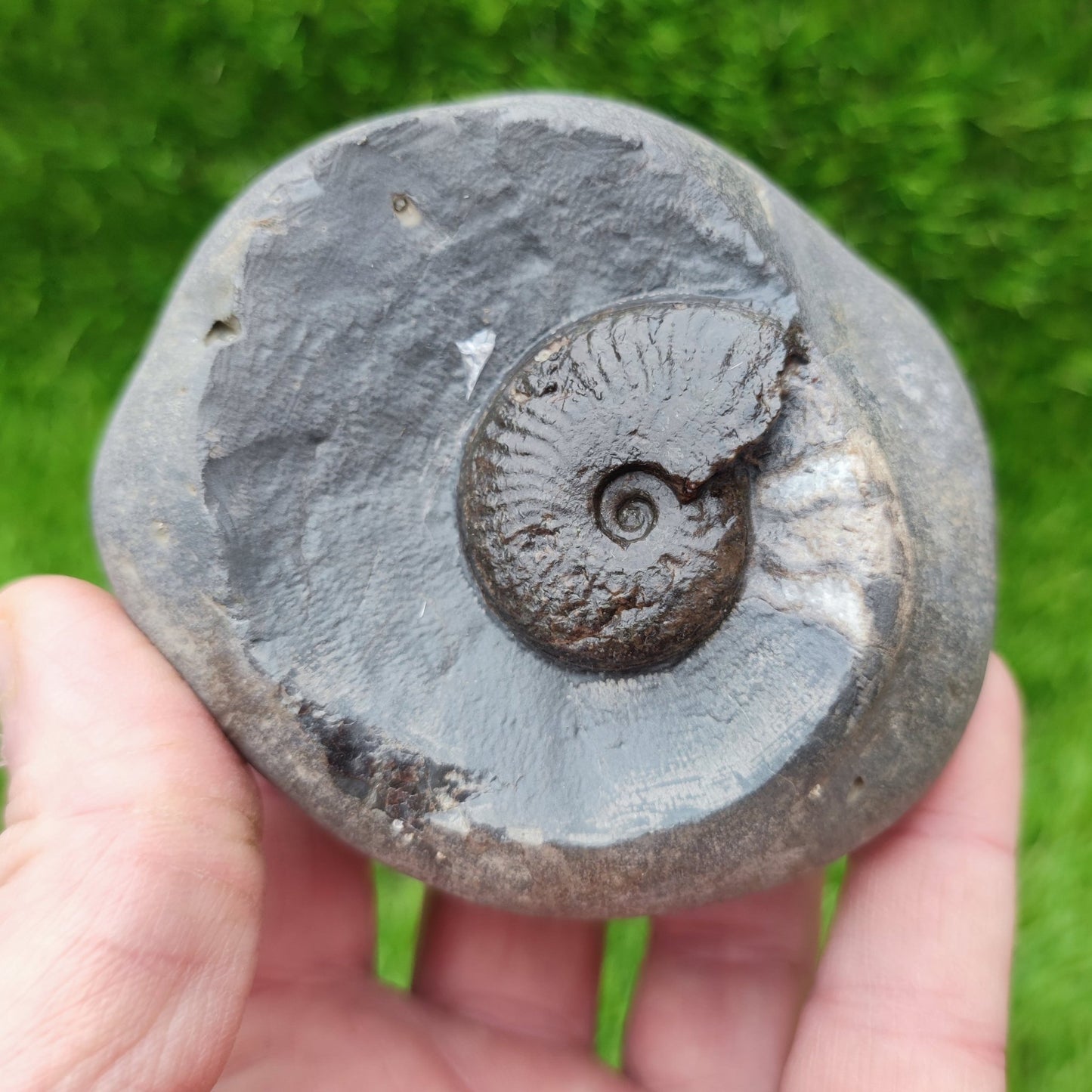 Pseudolioceras ammonite North Yorkshire fossils - North Yorkshire Fossils