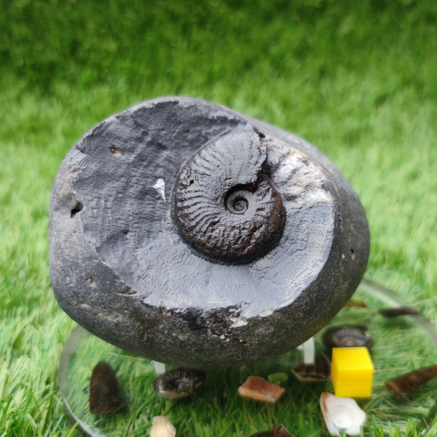 Pseudolioceras ammonite North Yorkshire fossils - North Yorkshire Fossils