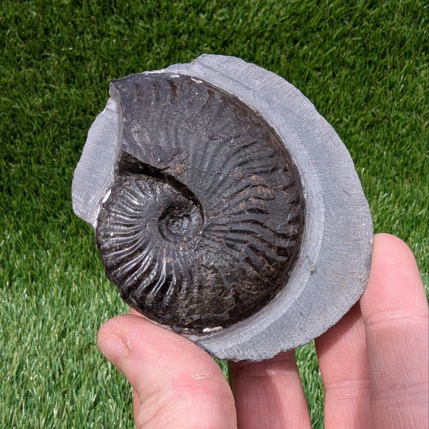 Pseudolioceras ammonite North Yorkshire fossils - North Yorkshire Fossils
