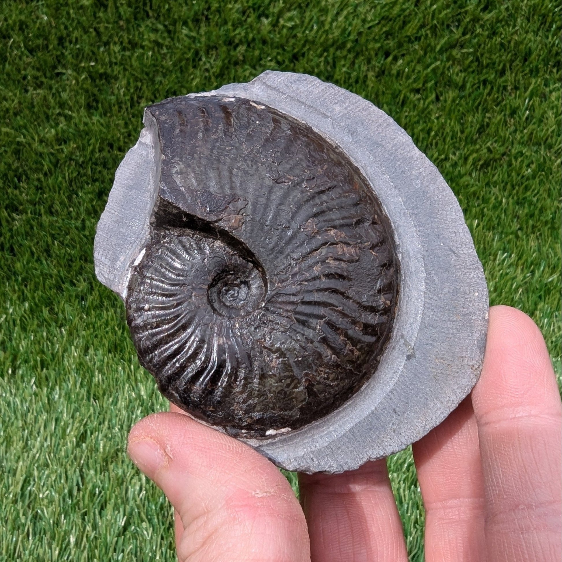 Pseudolioceras ammonite North Yorkshire fossils - North Yorkshire Fossils