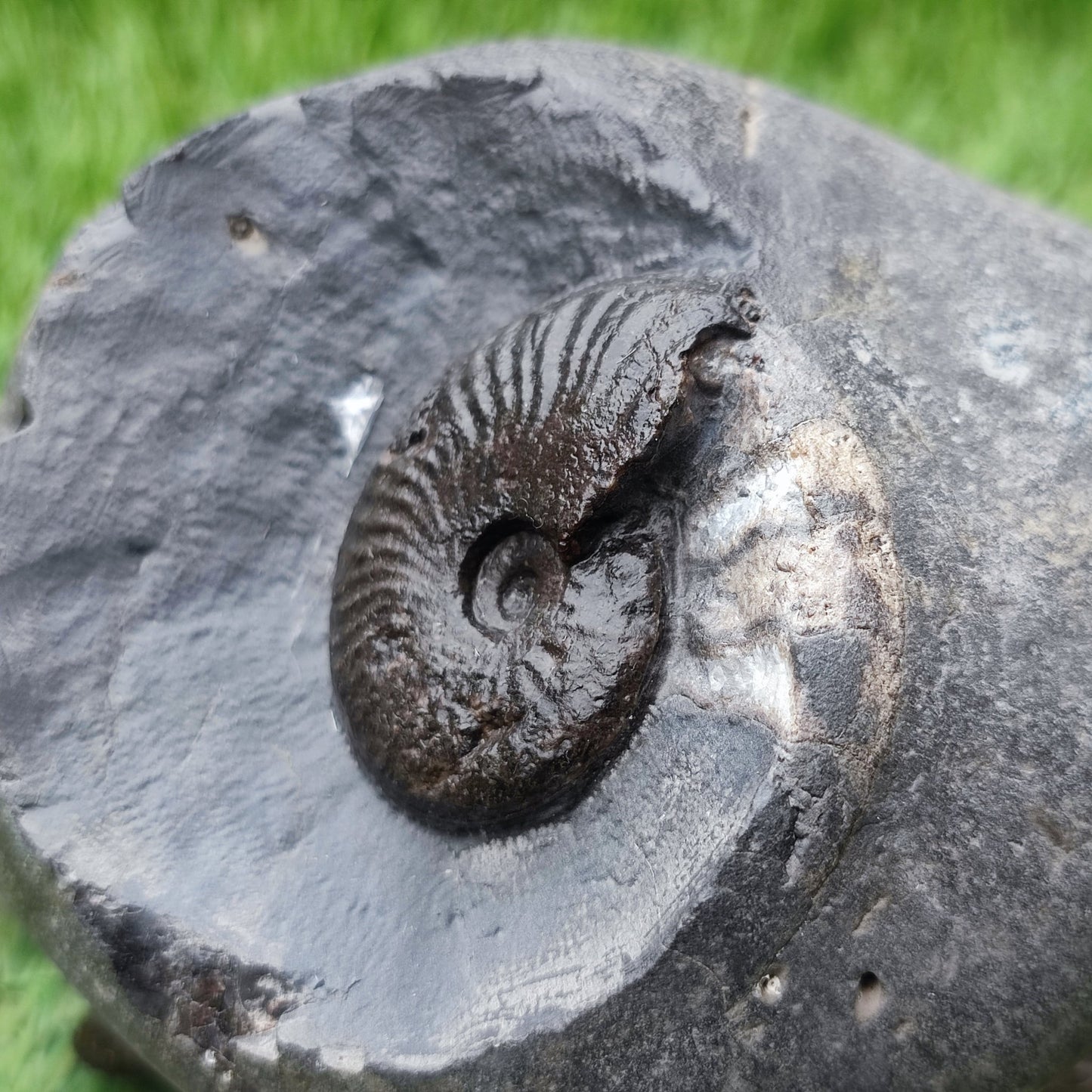 Pseudolioceras ammonite North Yorkshire fossils - North Yorkshire Fossils