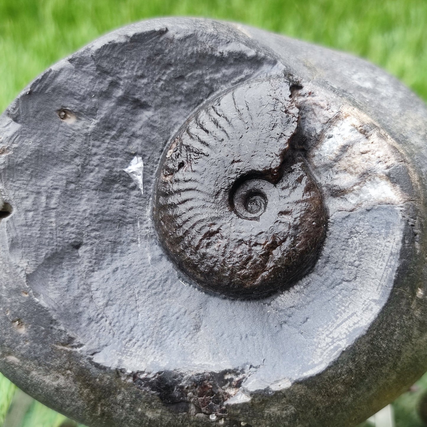 Pseudolioceras ammonite North Yorkshire fossils - North Yorkshire Fossils