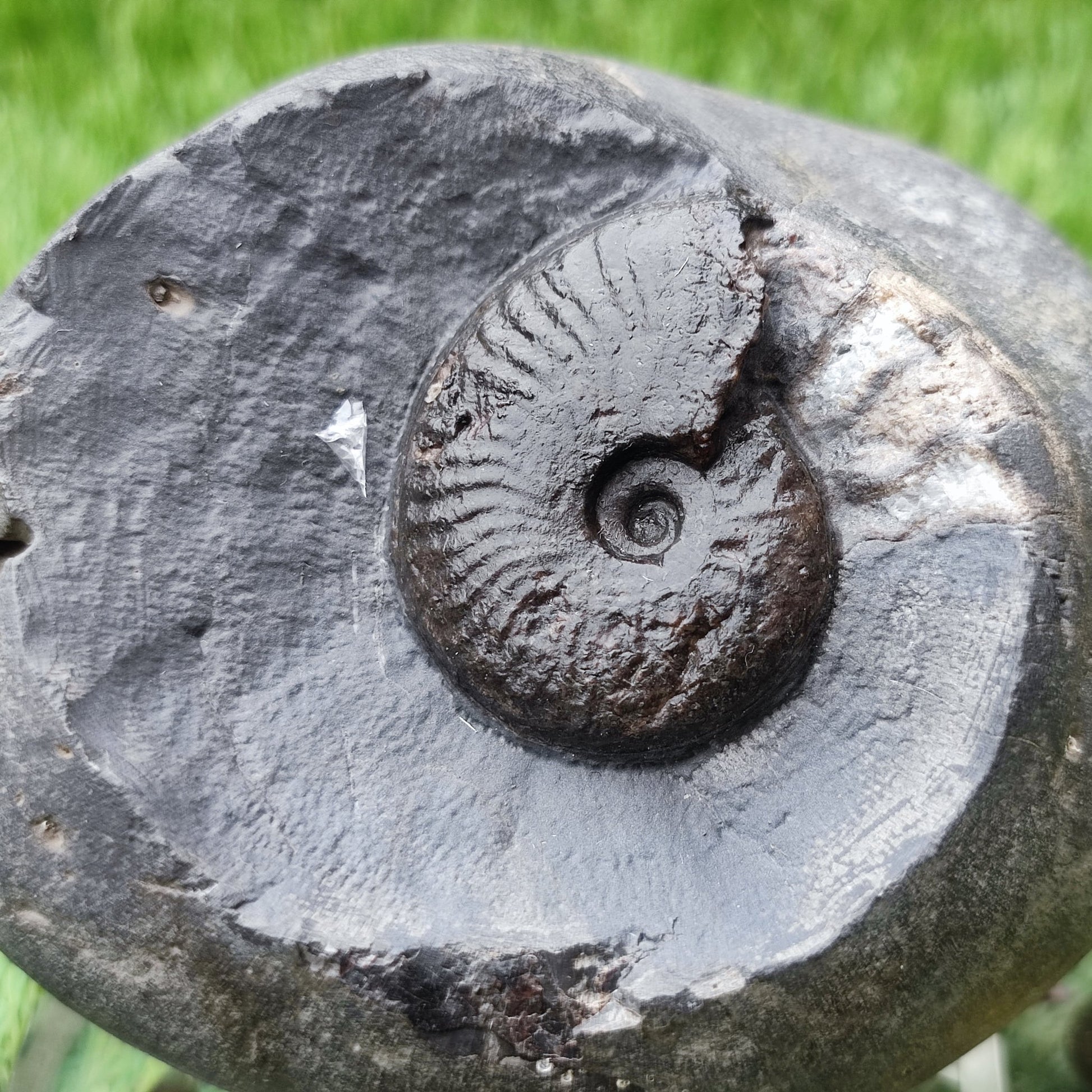 Pseudolioceras ammonite North Yorkshire fossils - North Yorkshire Fossils