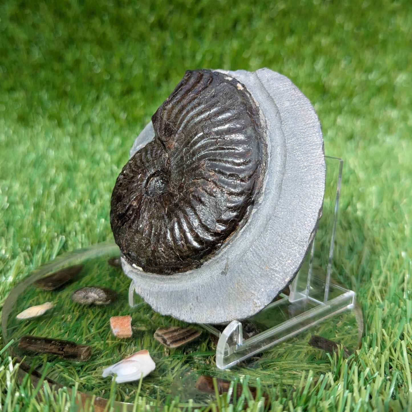 Pseudolioceras ammonite North Yorkshire fossils - North Yorkshire Fossils