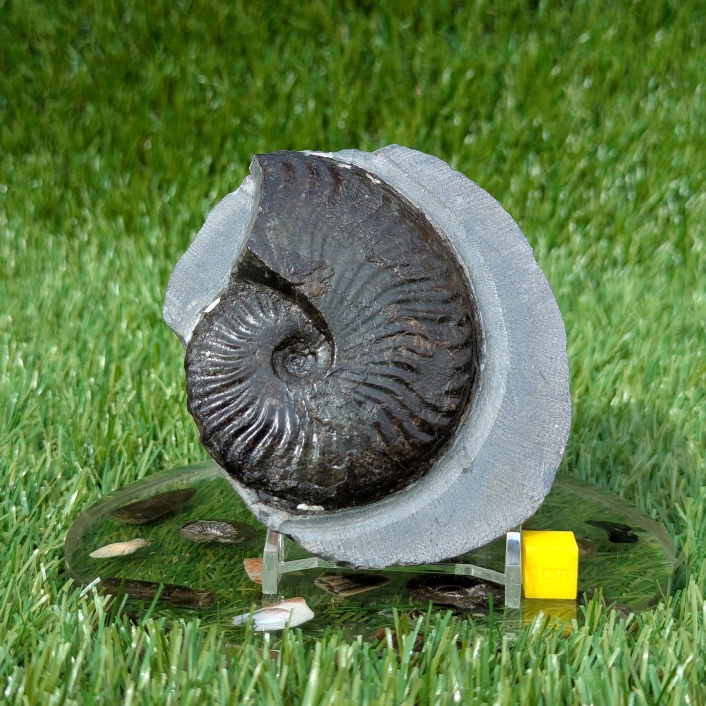 Pseudolioceras ammonite North Yorkshire fossils - North Yorkshire Fossils