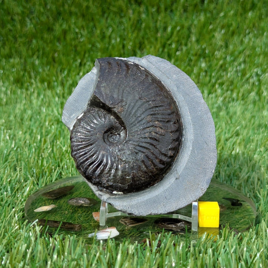 Pseudolioceras ammonite North Yorkshire fossils - North Yorkshire Fossils