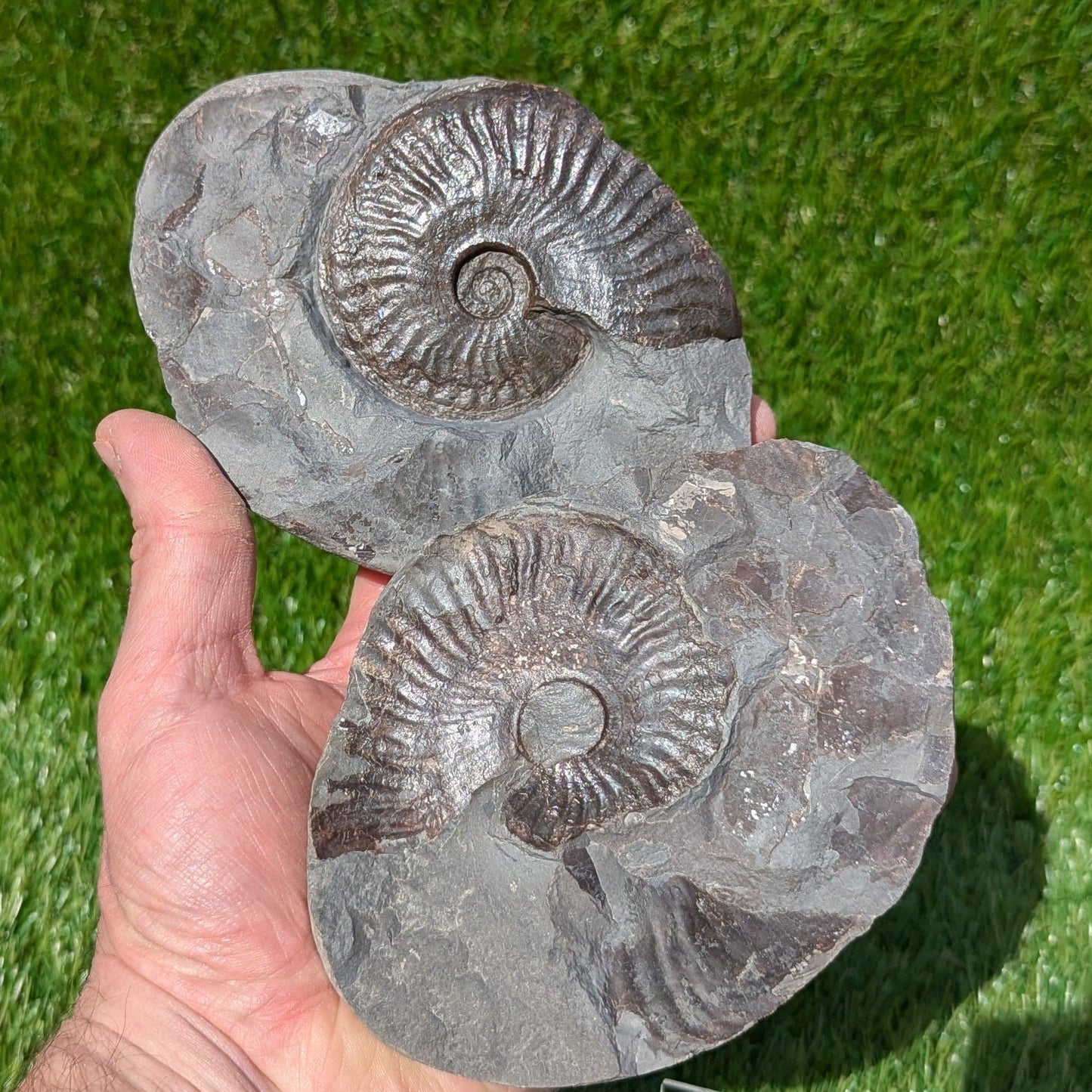 Pseudolioceras ammonite pair North Yorkshire fossils - North Yorkshire Fossils
